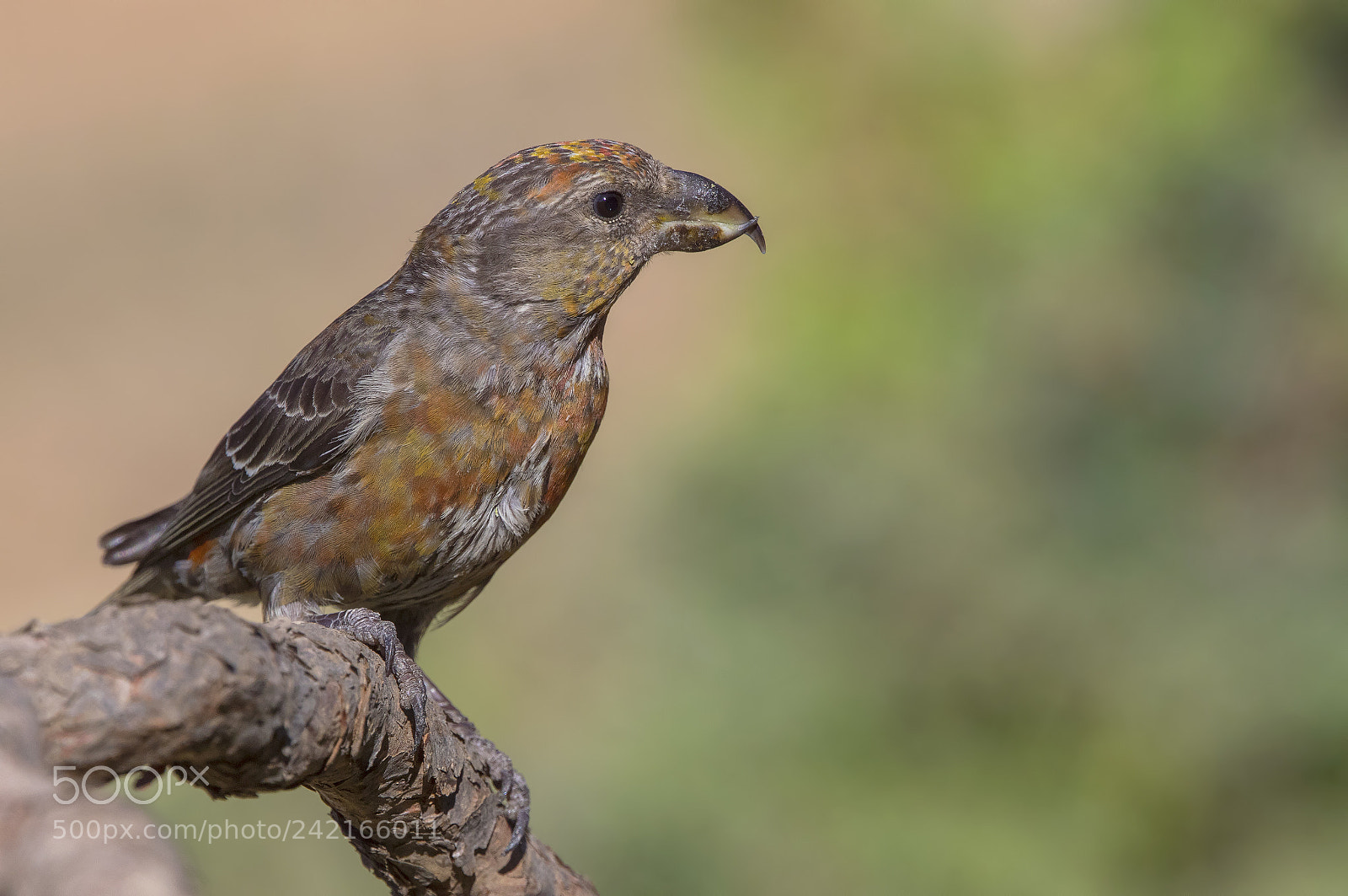 Canon EOS 7D Mark II sample photo. Çapraz gaga red crossbill photography