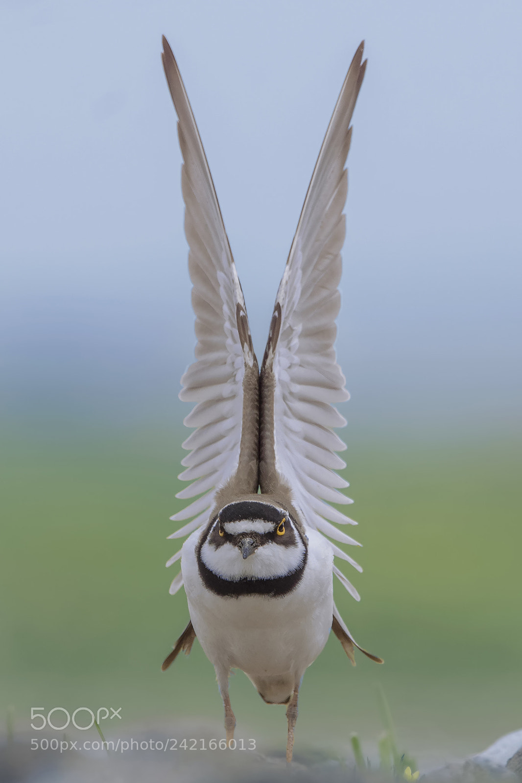 Canon EOS 7D Mark II sample photo. Halkali cilibit little ringed photography