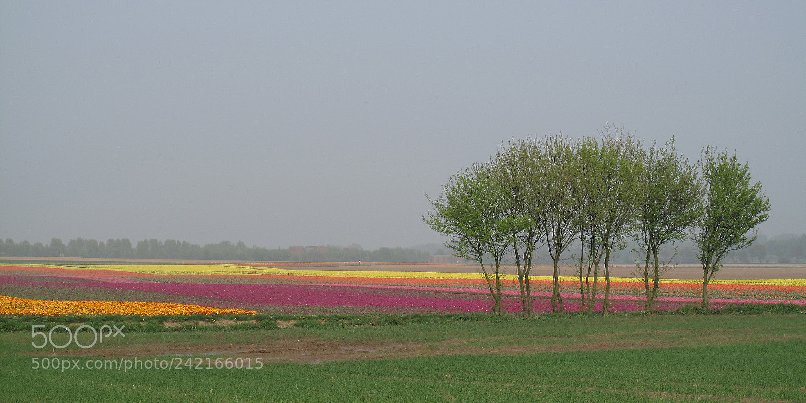 Canon PowerShot G10 sample photo. Tulips photography
