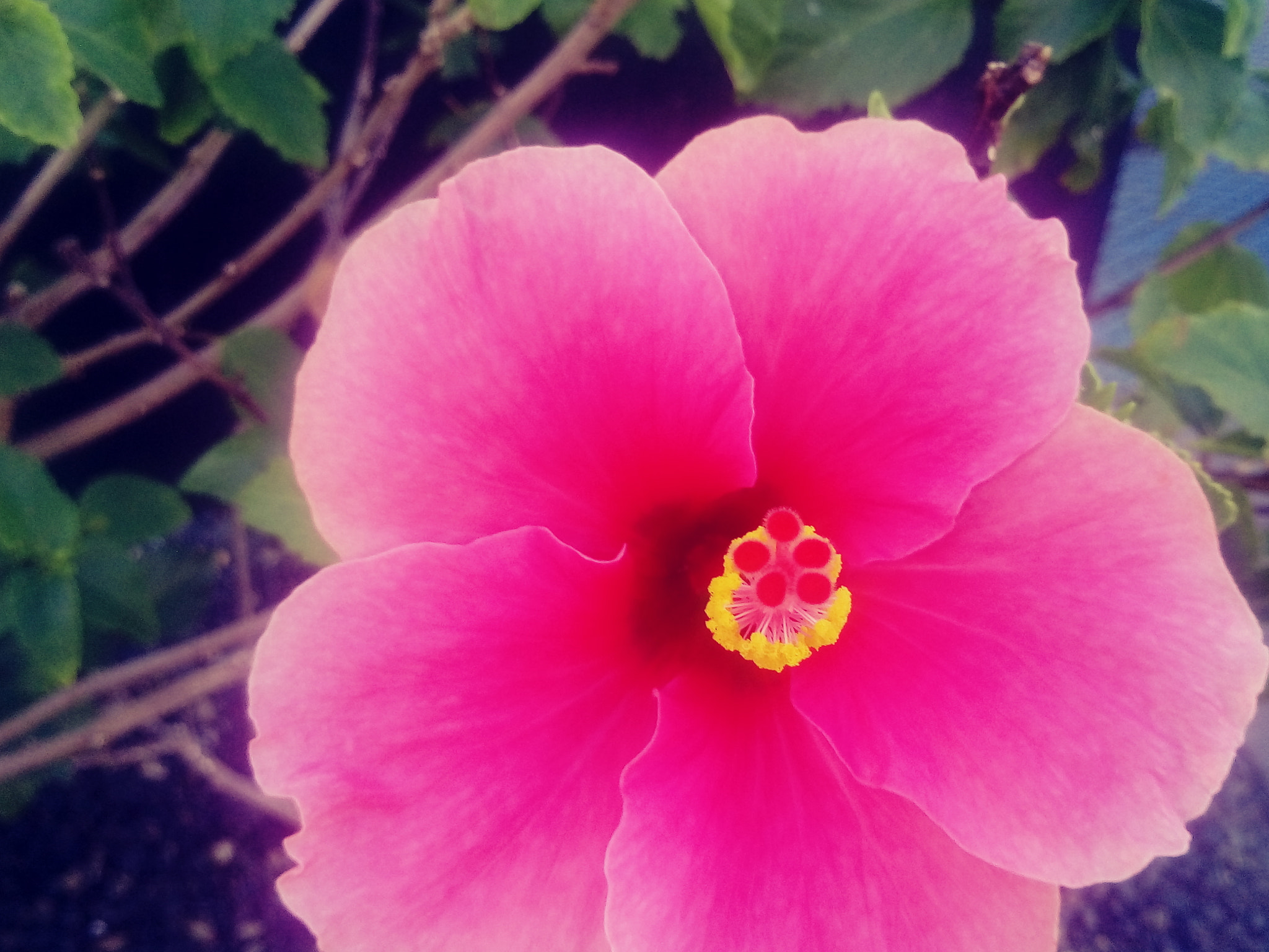 LG X POWER sample photo