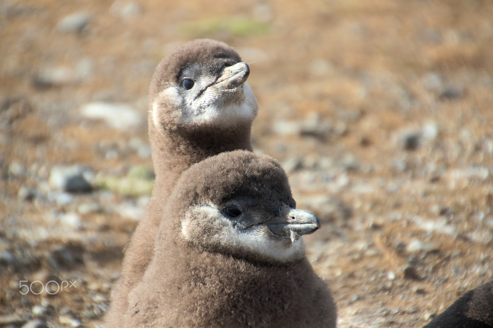 Canon EOS 600D (Rebel EOS T3i / EOS Kiss X5) + Tamron 18-270mm F3.5-6.3 Di II VC PZD sample photo. Penguin babies, isla magdalena, chile photography