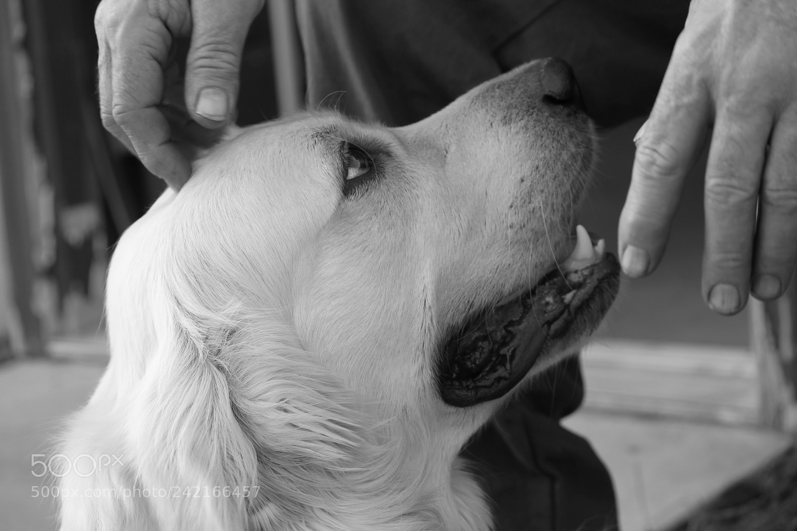 Canon EOS 500D (EOS Rebel T1i / EOS Kiss X3) sample photo. Doggy photography