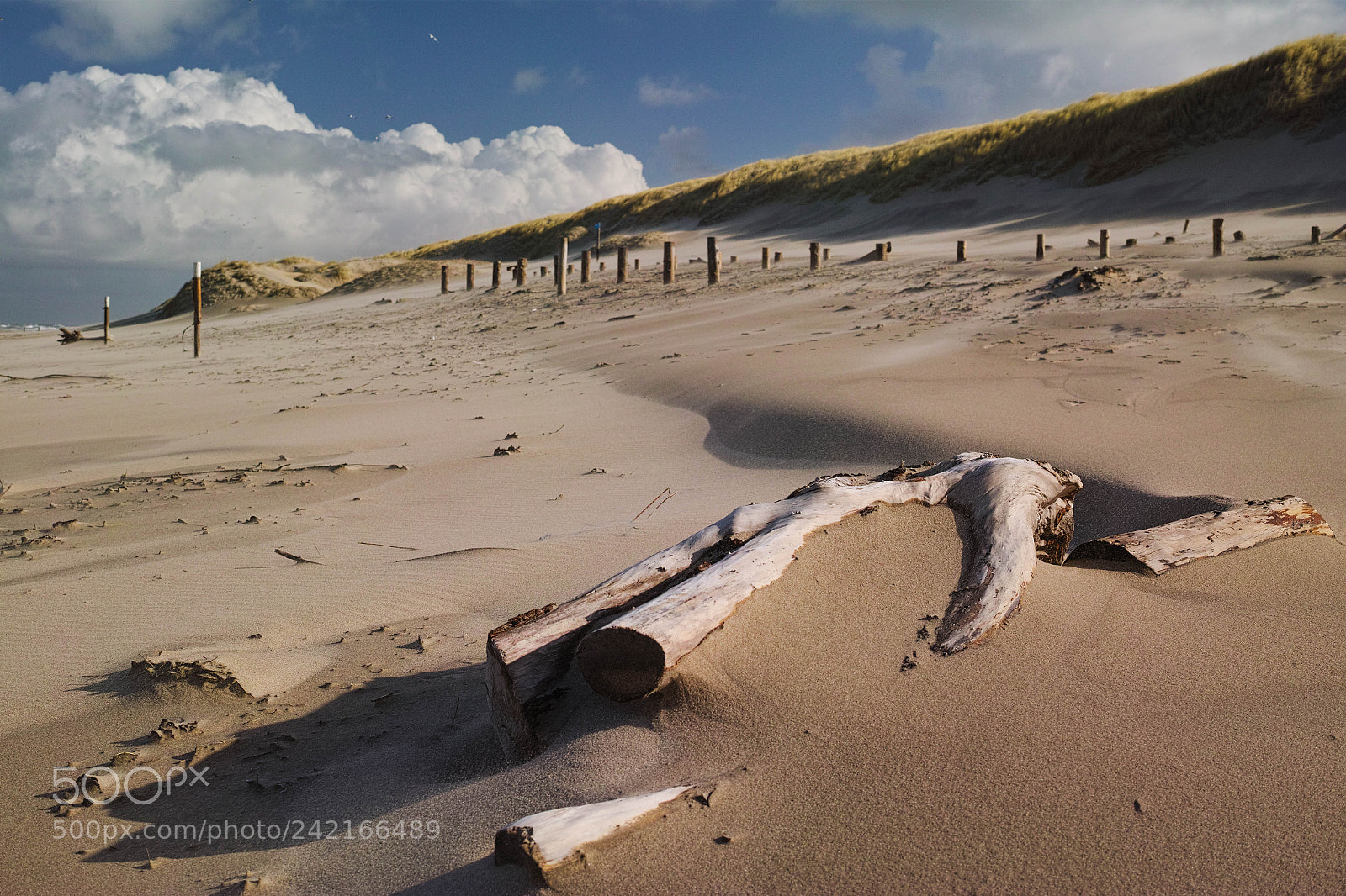Sigma dp2 Quattro sample photo. Texel, nl photography