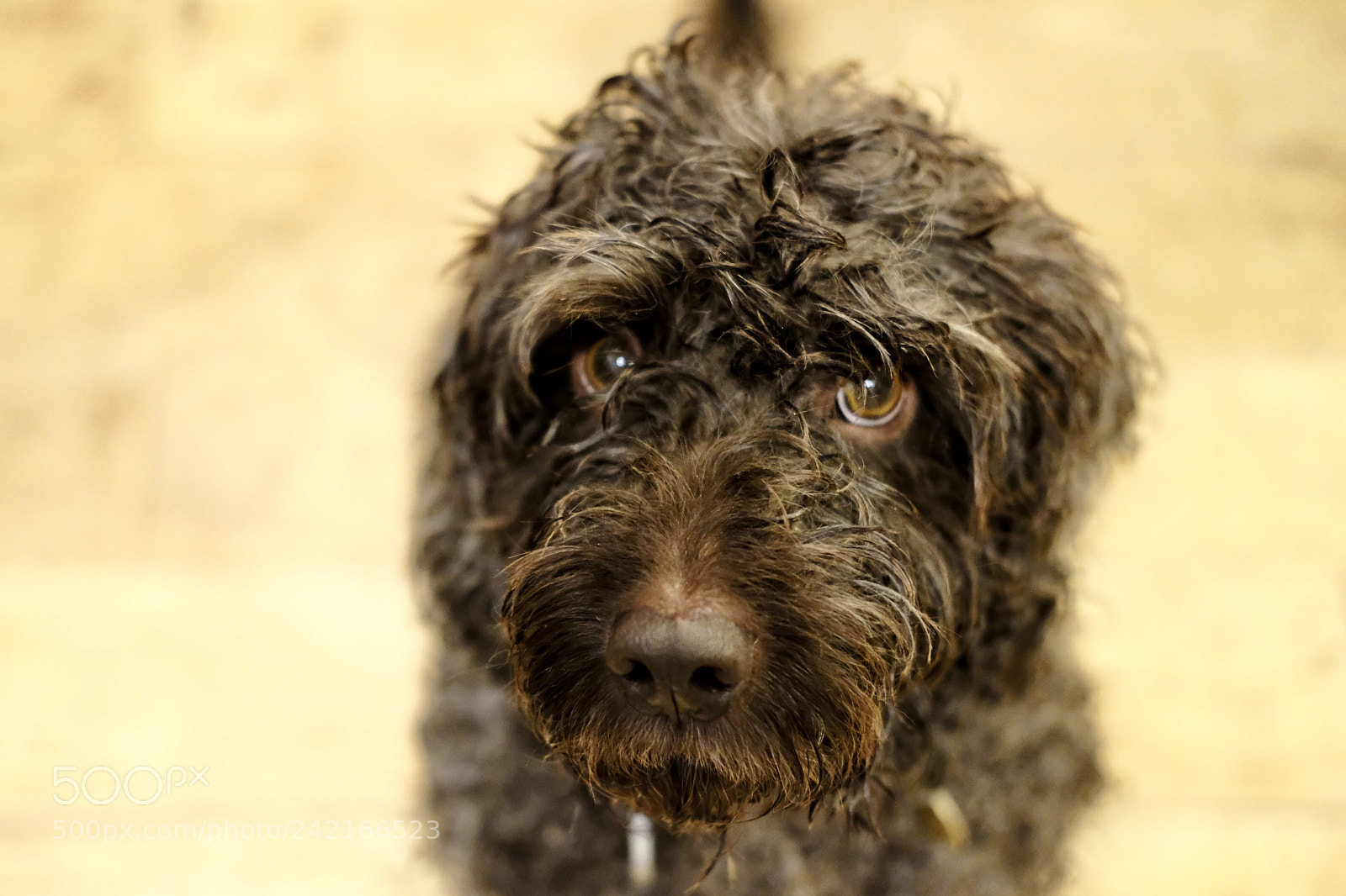 Fujifilm X-T2 sample photo. The cockapoo photography