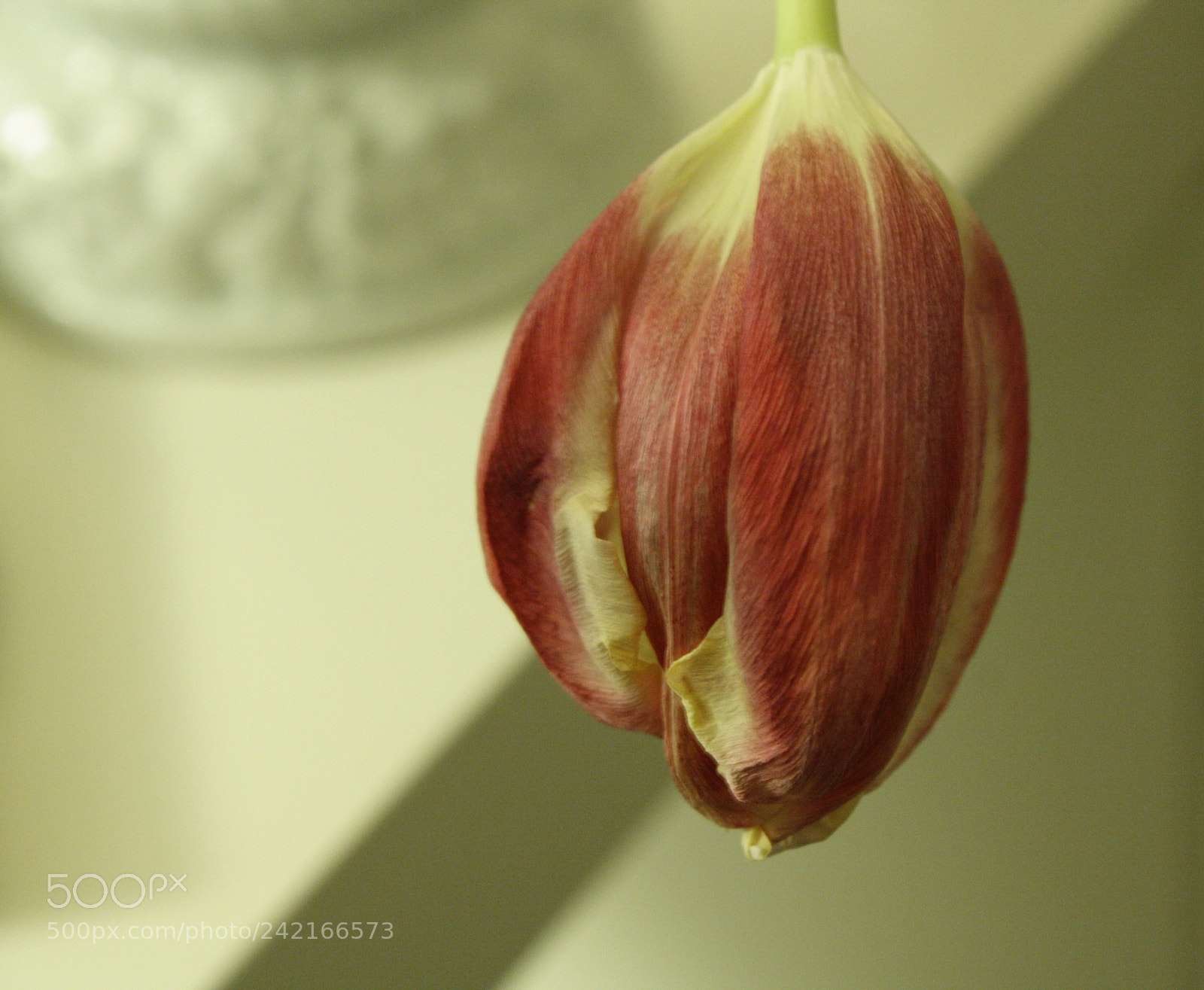 Canon EOS 1000D (EOS Digital Rebel XS / EOS Kiss F) sample photo. Tulpe photography