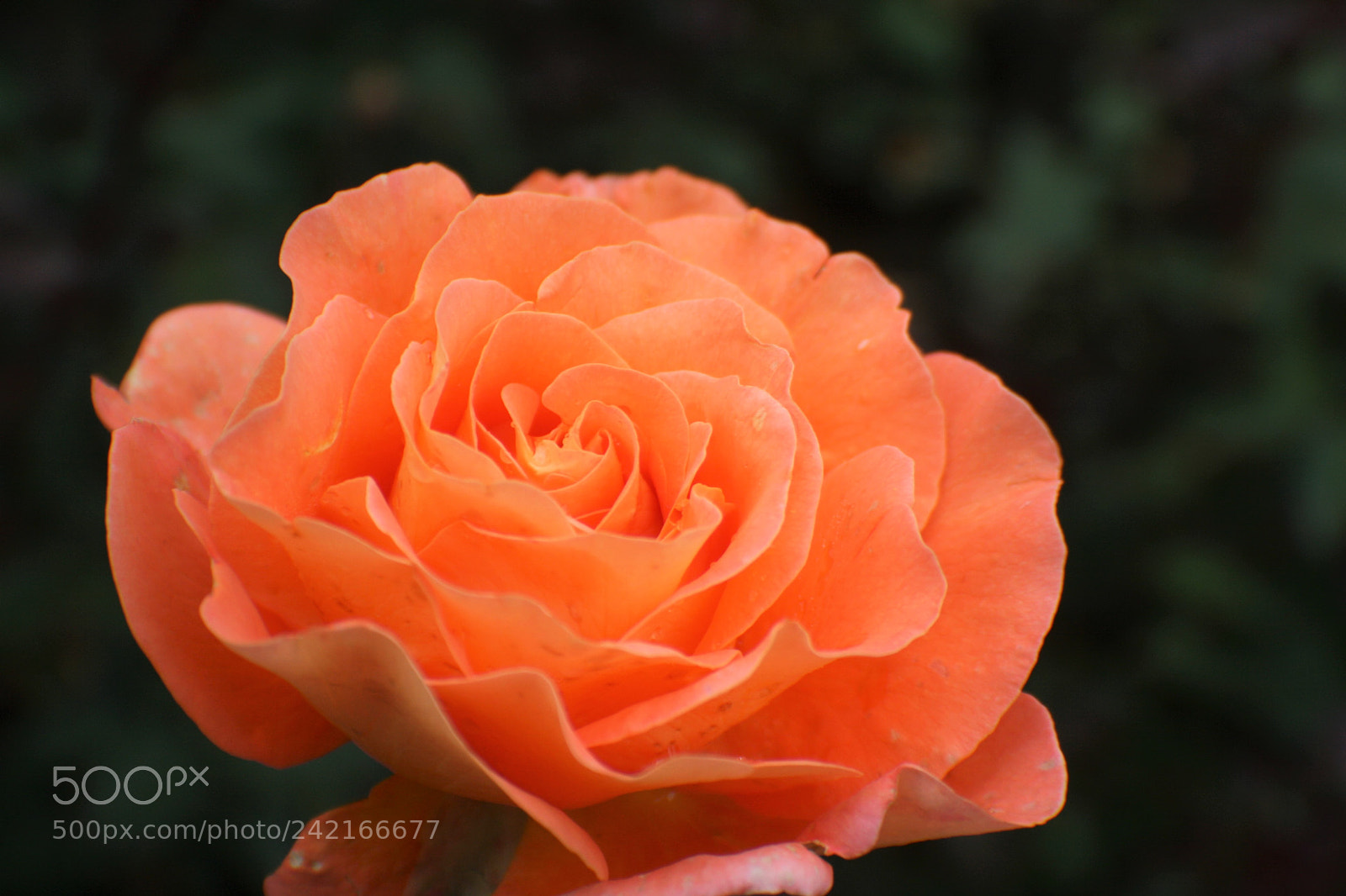 Canon EOS 400D (EOS Digital Rebel XTi / EOS Kiss Digital X) sample photo. Memories remain, and roses photography