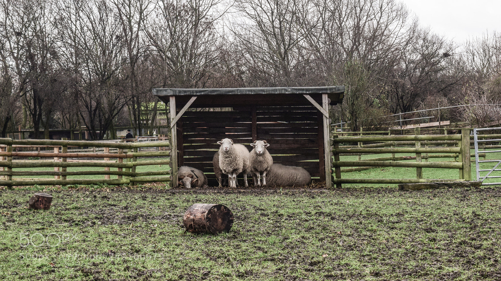 Nikon D5300 sample photo. Mudchute sheep photography