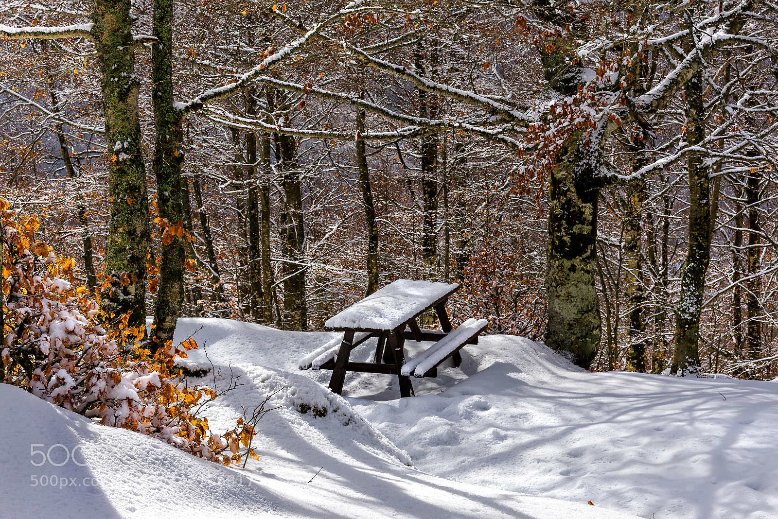 Nikon D810 sample photo. Winter picnic photography