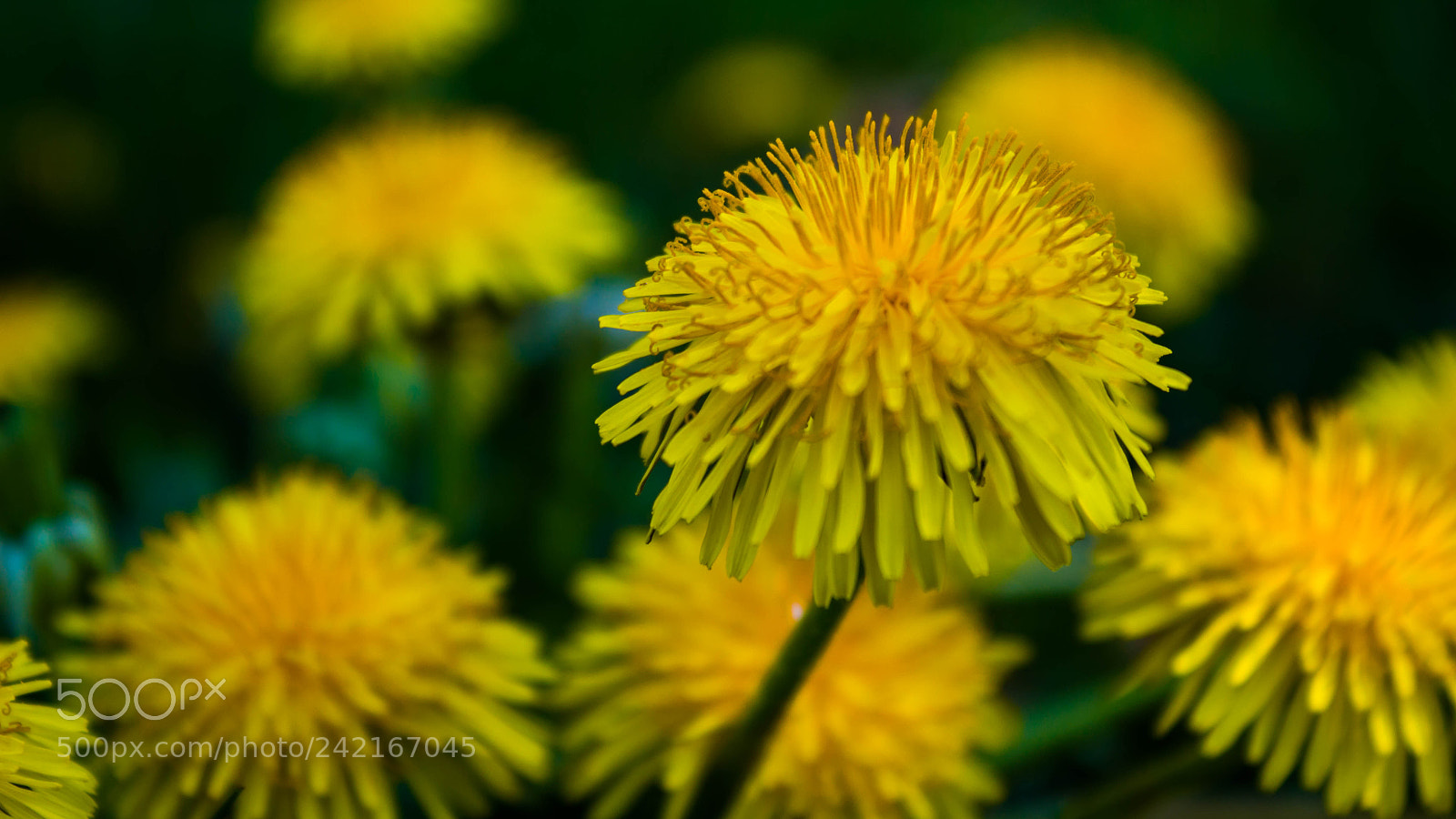 Canon EOS 100D (EOS Rebel SL1 / EOS Kiss X7) sample photo. Dandelion photography