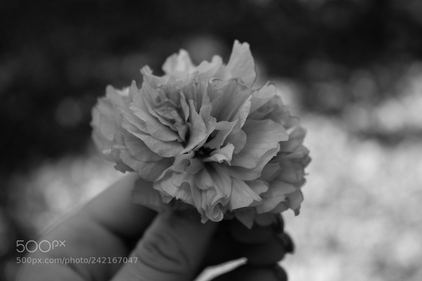 Canon EOS 100D (EOS Rebel SL1 / EOS Kiss X7) sample photo. Flower photography