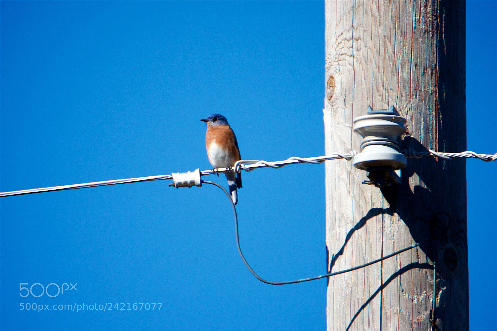 Canon EOS 550D (EOS Rebel T2i / EOS Kiss X4) sample photo. Eastern bluebird on a photography