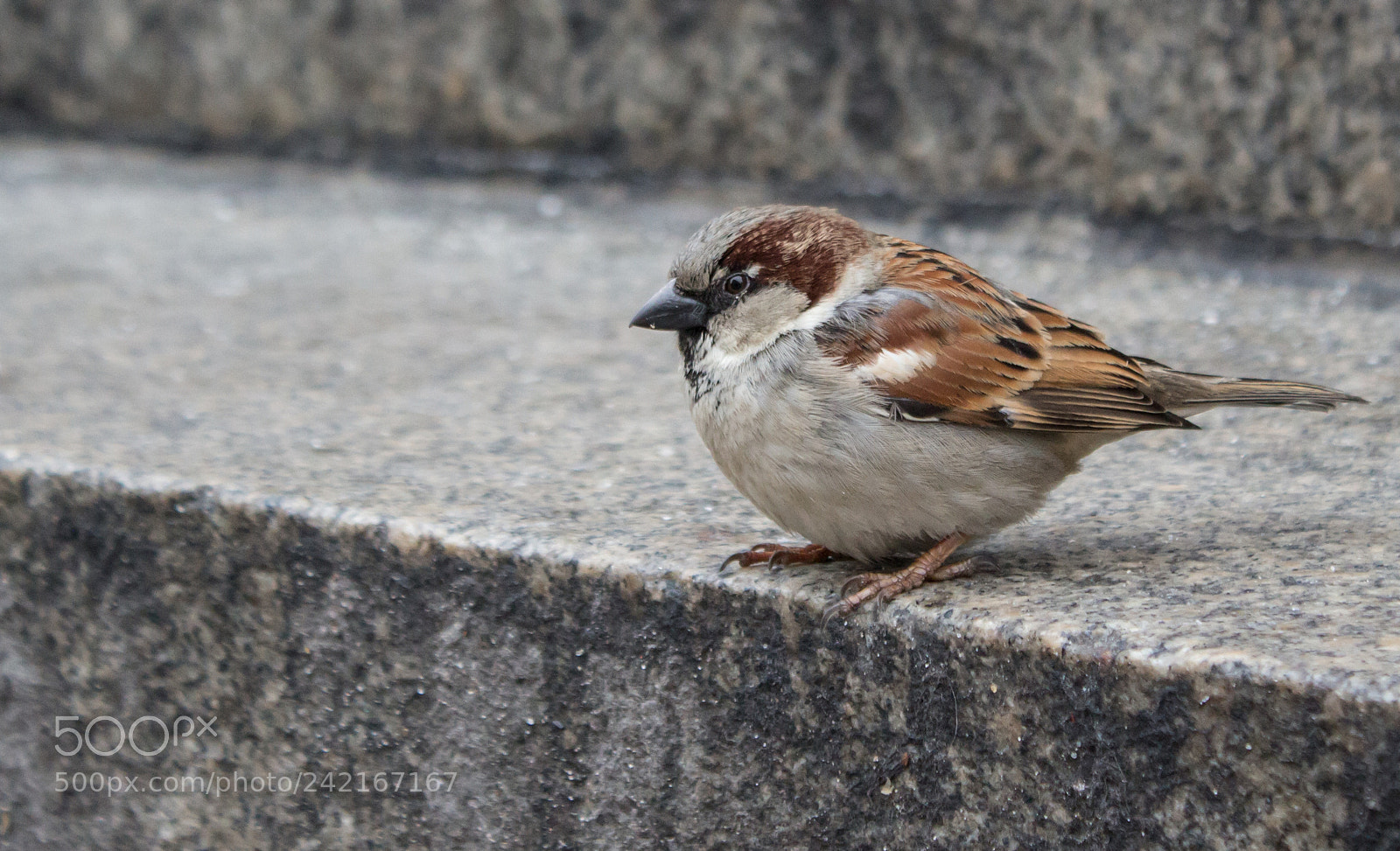 Canon EOS 100D (EOS Rebel SL1 / EOS Kiss X7) sample photo. Bird on edge photography