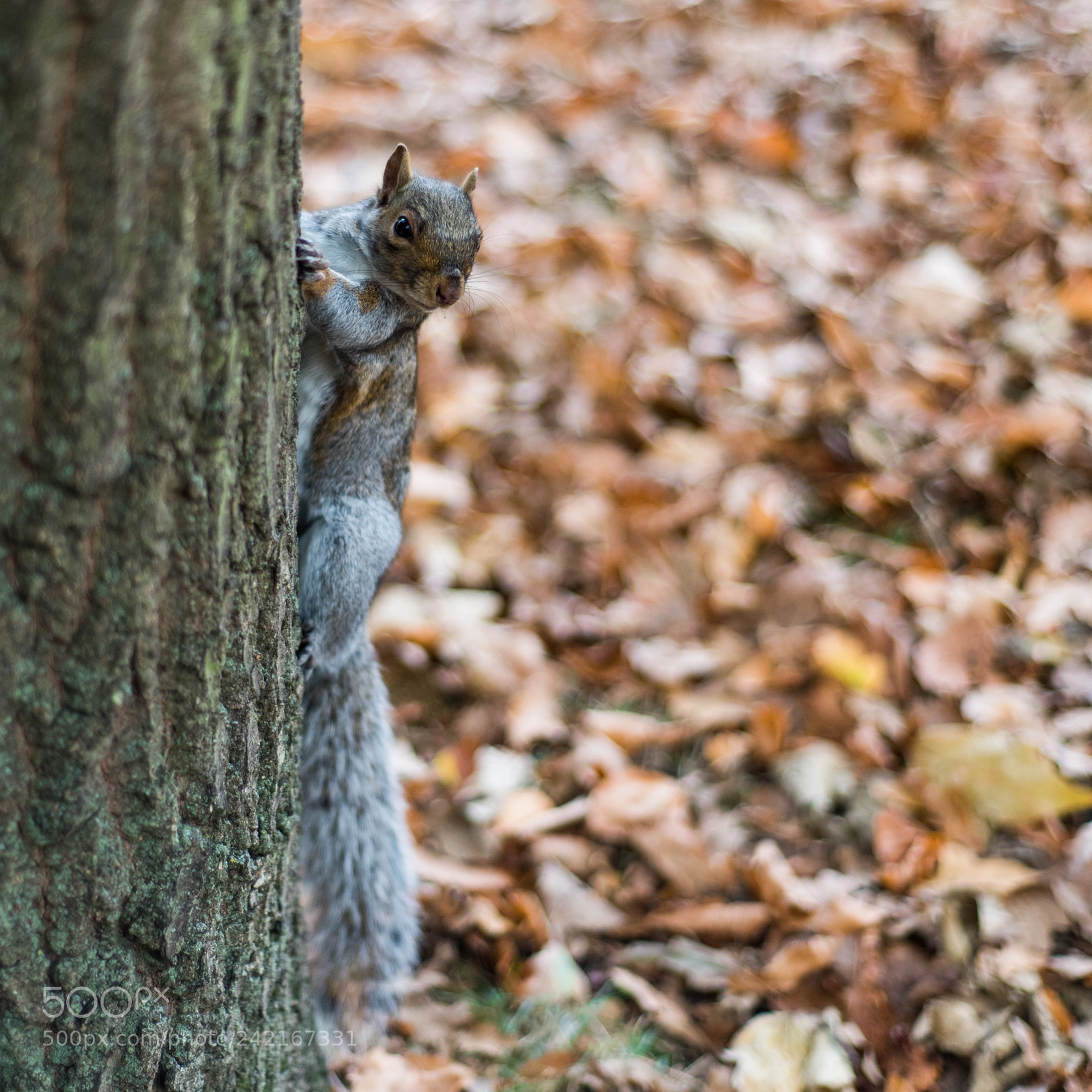 Nikon D750 sample photo. Squirrel in greenwich park photography