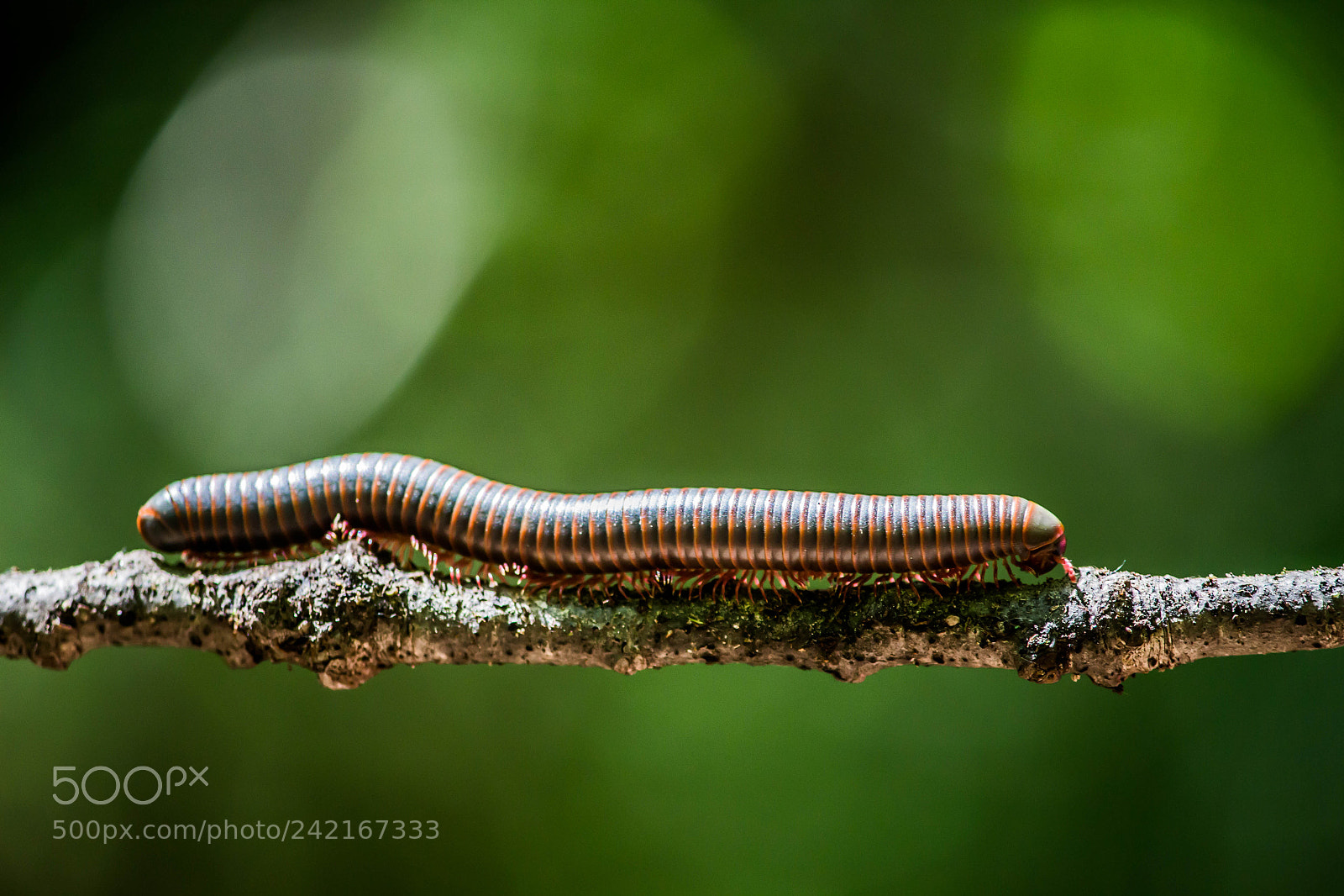 Canon EOS 100D (EOS Rebel SL1 / EOS Kiss X7) sample photo. Millipede photography