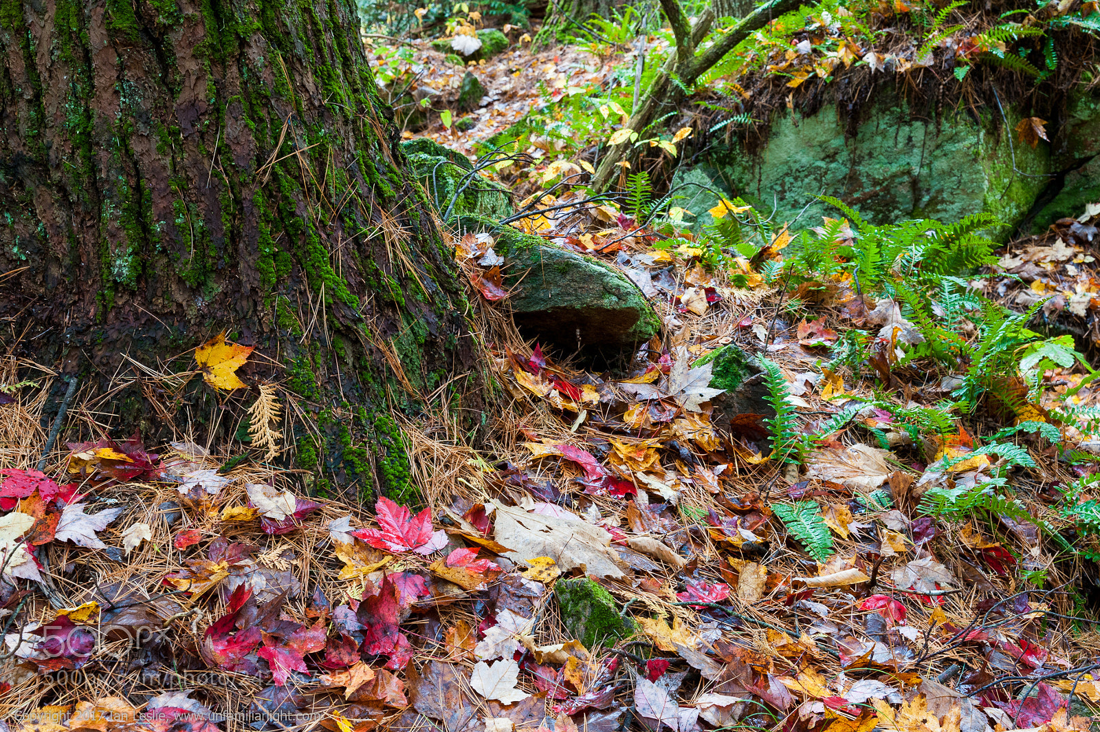 Nikon D700 sample photo. Fall colours photography