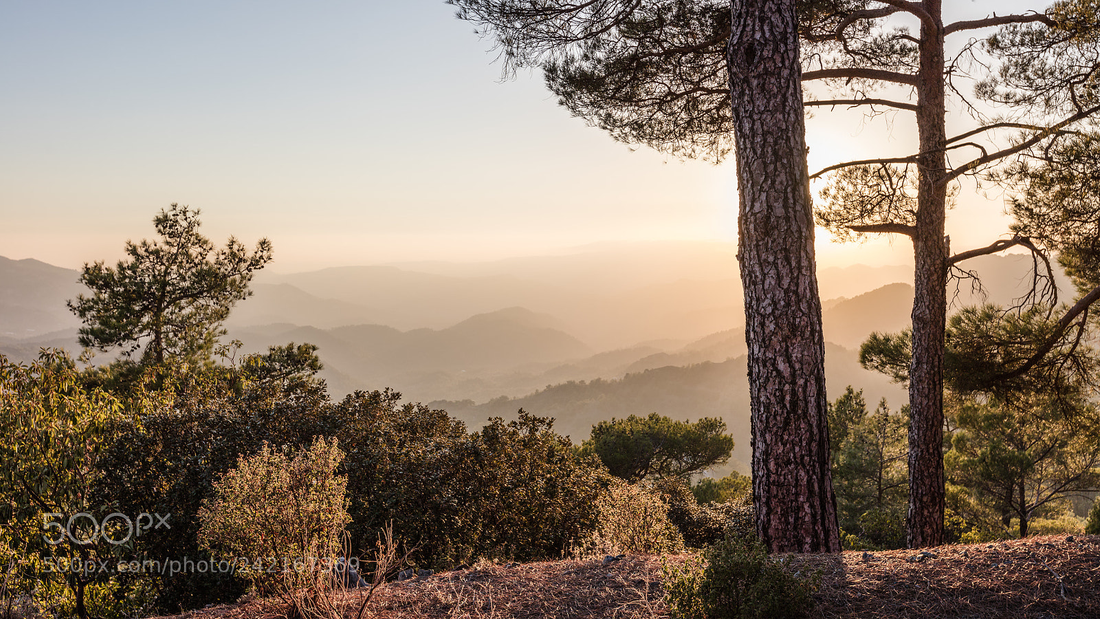 Canon EOS 5DS R sample photo. Prodromos gold photography