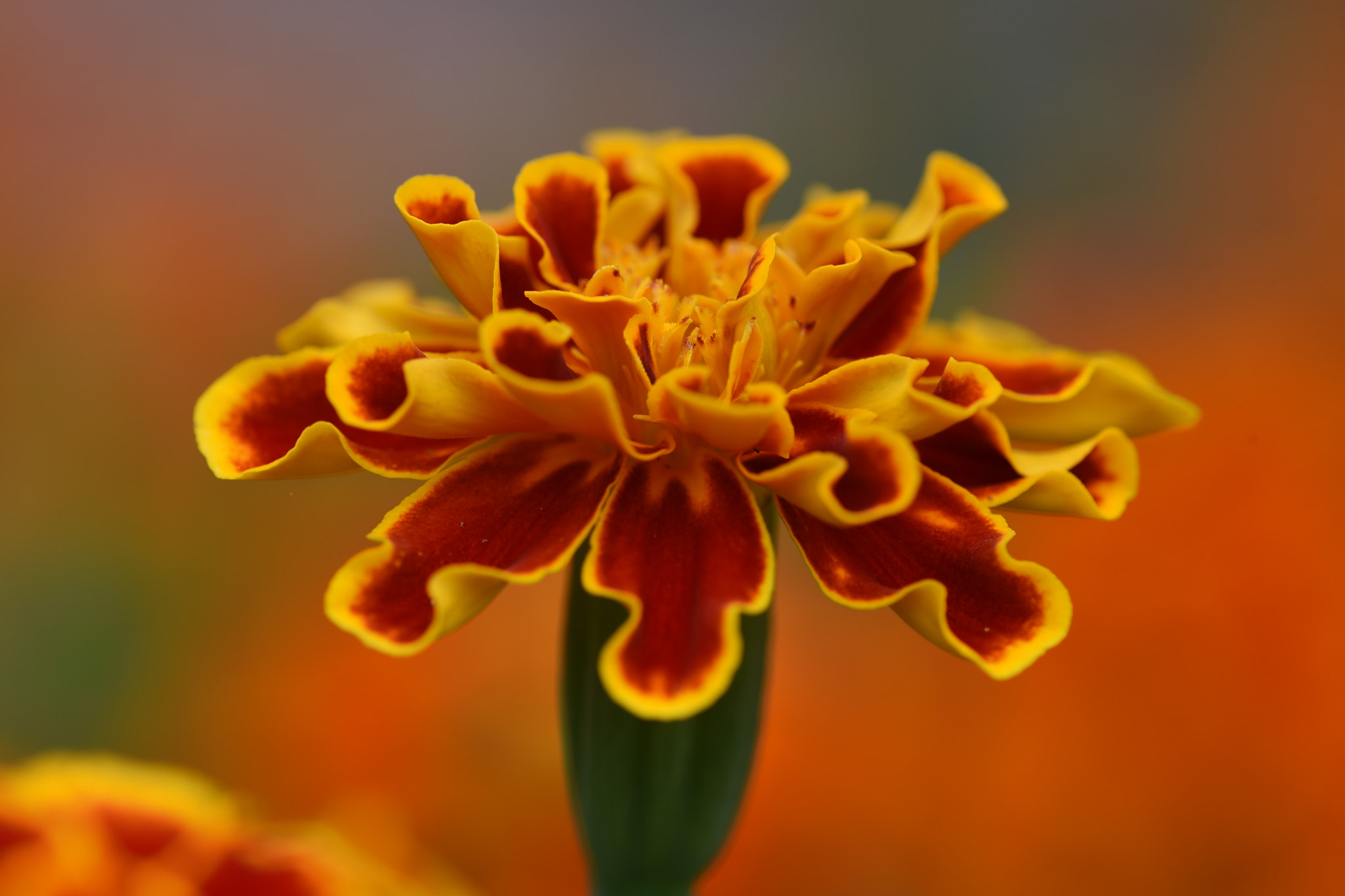 Nikon AF Micro-Nikkor 200mm F4D ED-IF sample photo. Red and yellow flower photography