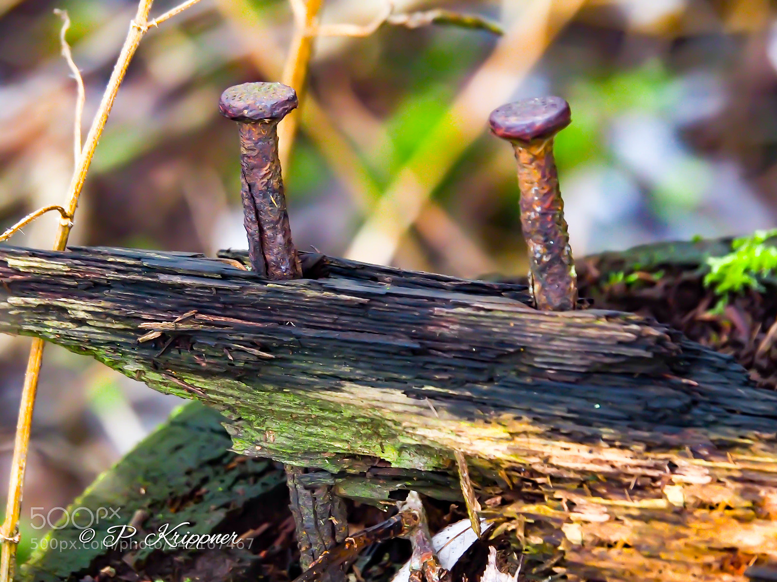 Olympus OM-D E-M5 II sample photo. Untitled photography