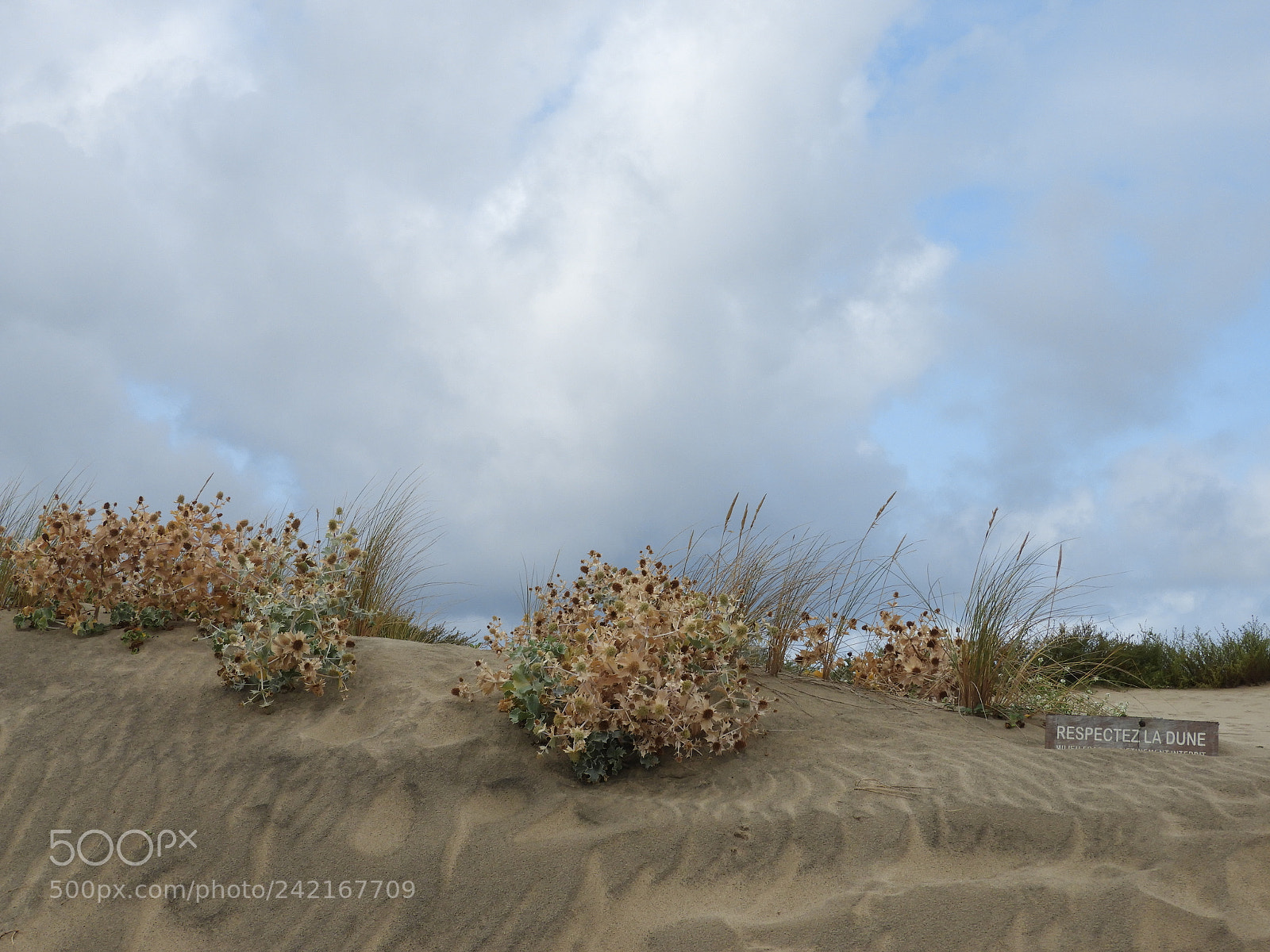 Nikon Coolpix B700 sample photo. Respectez la dune photography