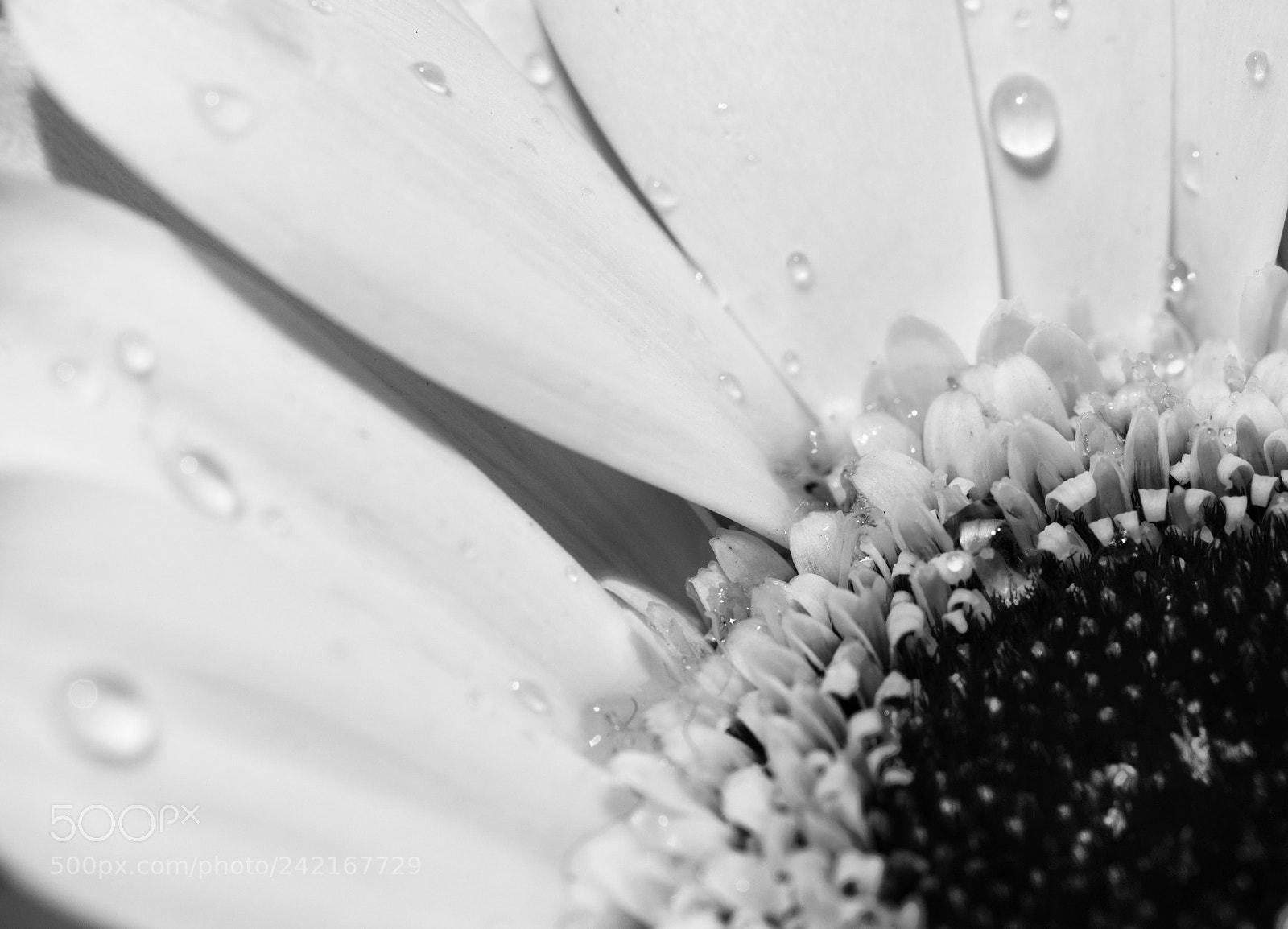 Nikon D7200 sample photo. B&w photography