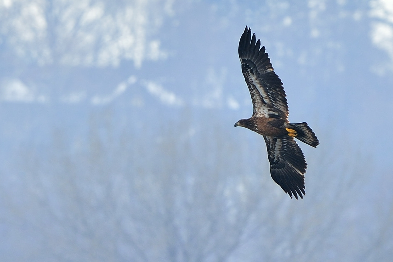 Nikon D4 sample photo. Immature bald eagle photography