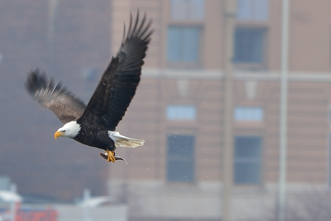 Nikon D4 + Nikon AF-S Nikkor 600mm F4G ED VR sample photo. Eagl with a fish photography