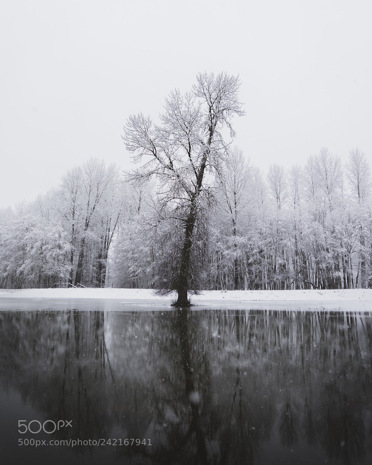 Sony a7R sample photo. Tree of ice photography