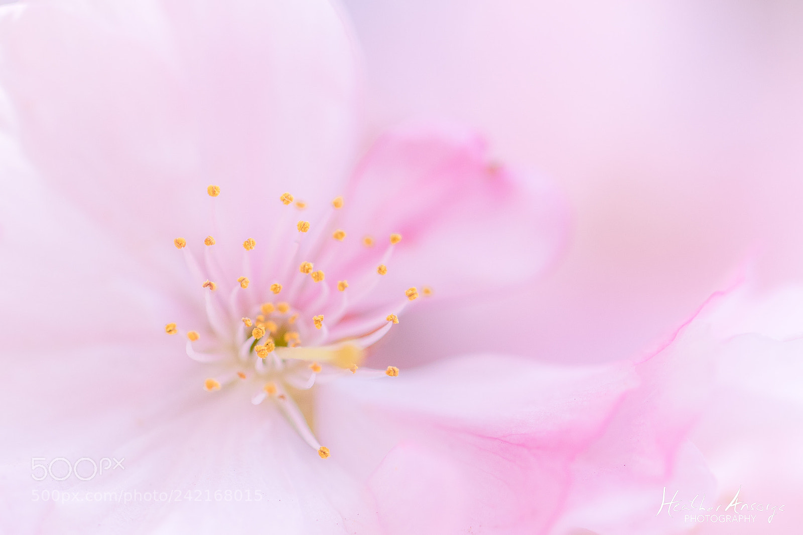 Canon EOS 7D Mark II sample photo. Cherry blossom photography
