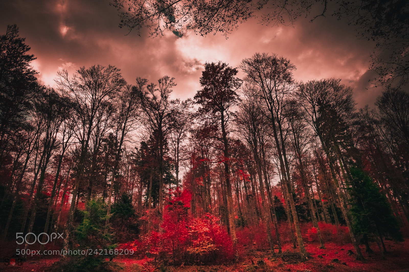 Sony Cyber-shot DSC-RX100 IV sample photo. Autumn forest photography