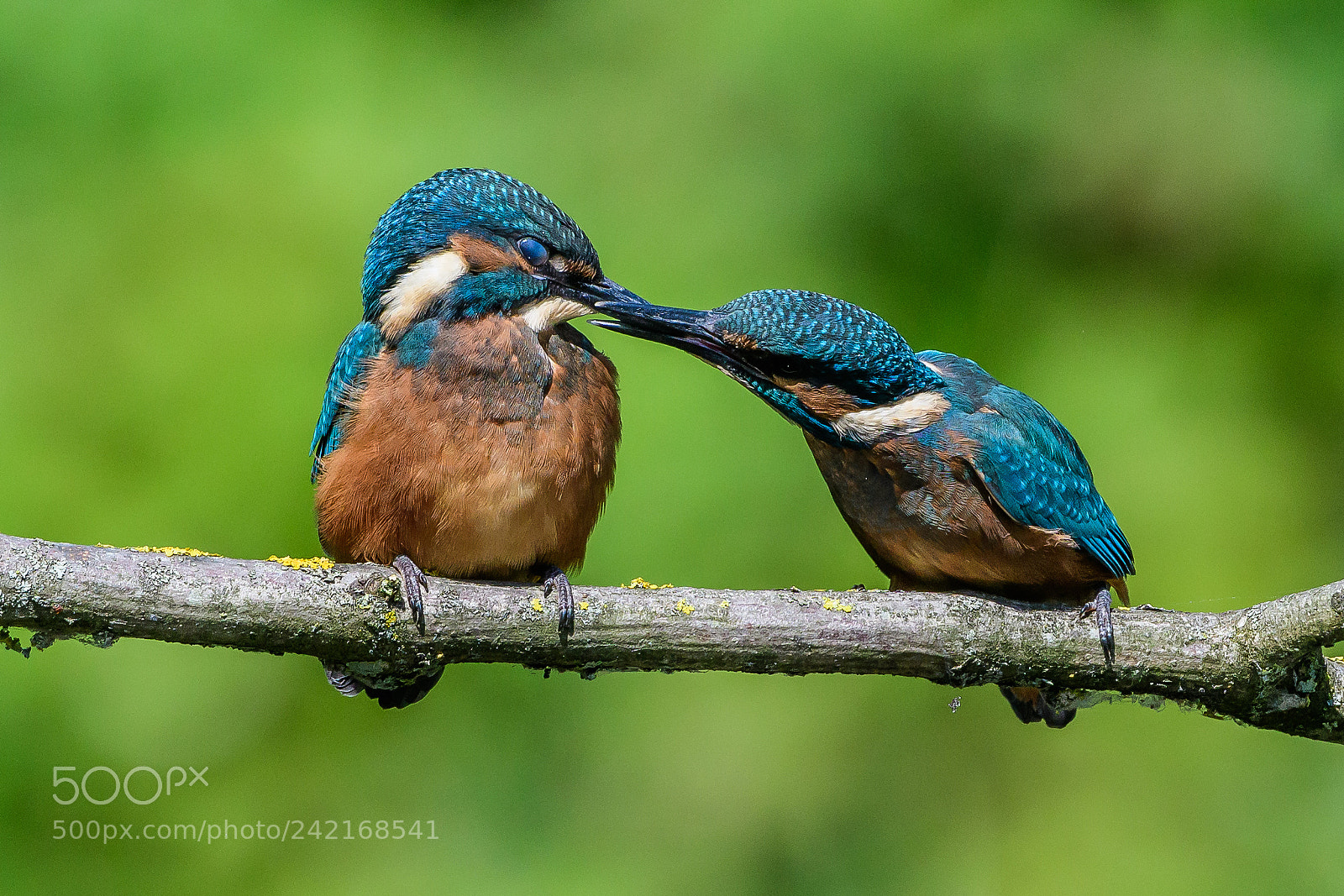 Nikon D500 sample photo. Juveline kingfisher / eisvogel babys photography
