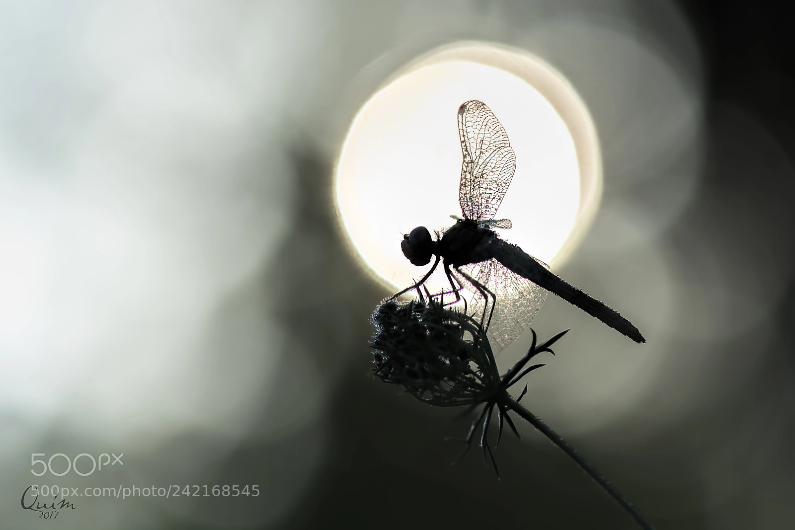 Nikon D7100 sample photo. Libe photography