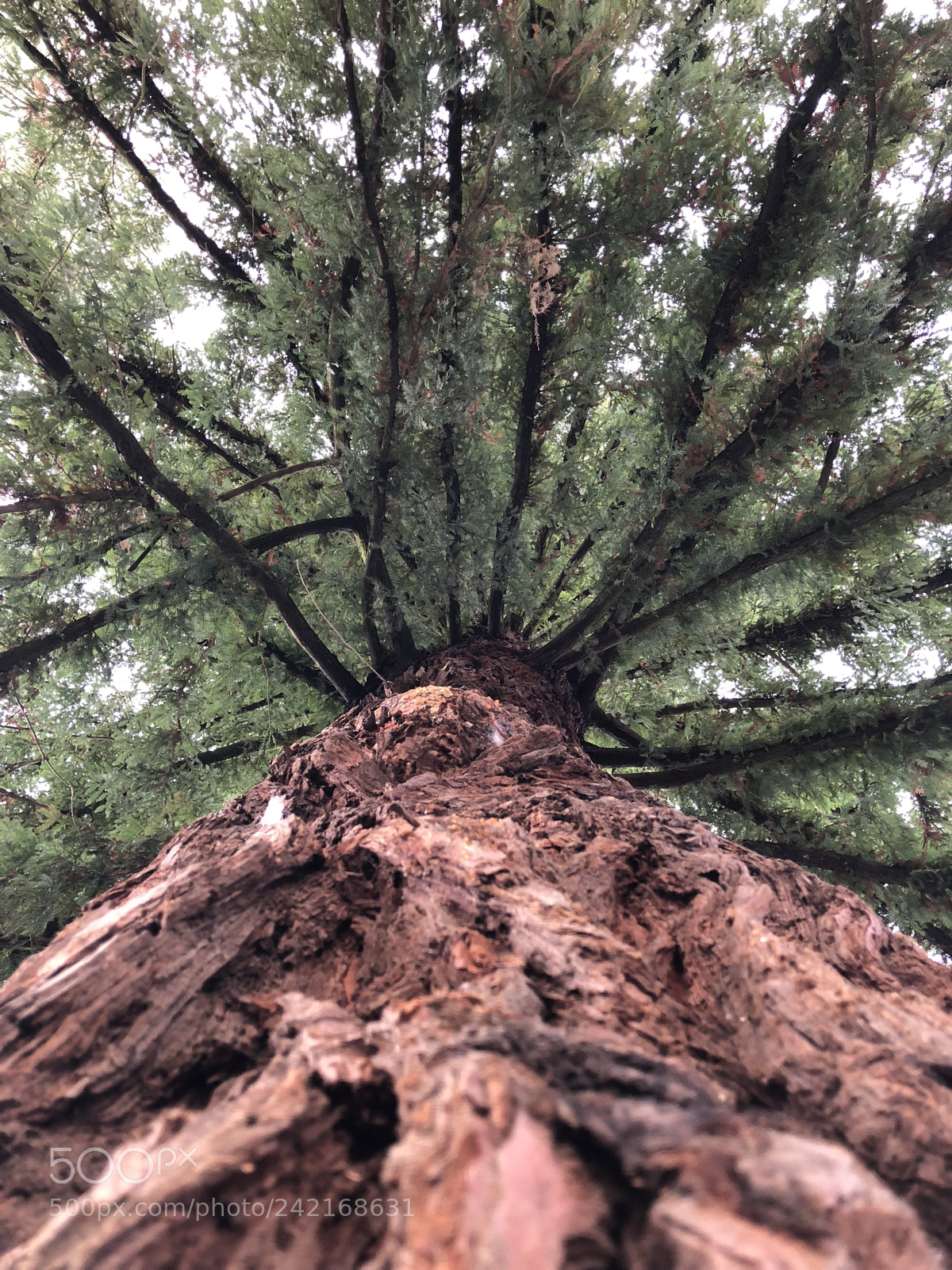 Apple iPhone 8 sample photo. A redwood tree at photography