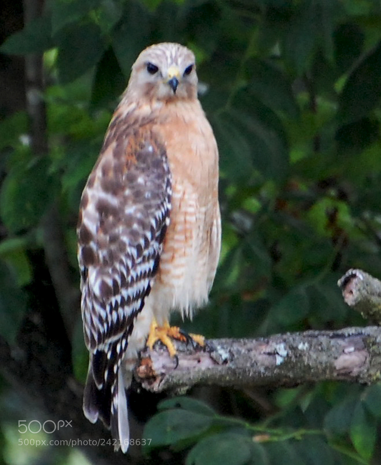 Nikon D40 sample photo. Bird on branch 1 photography