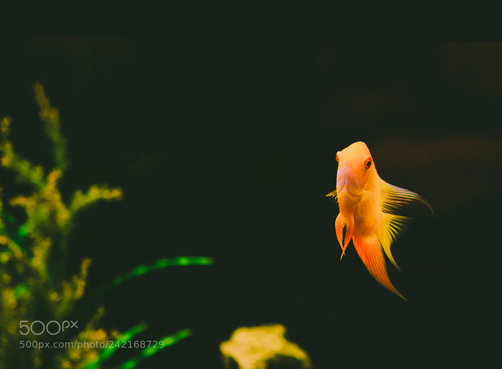Nikon D800 sample photo. Fish photography