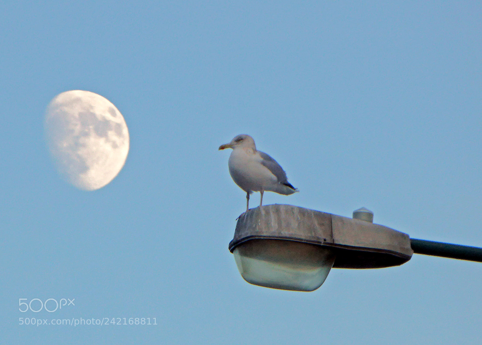 Panasonic Lumix DMC-ZS40 (Lumix DMC-TZ60) sample photo. Seagull and moon photography