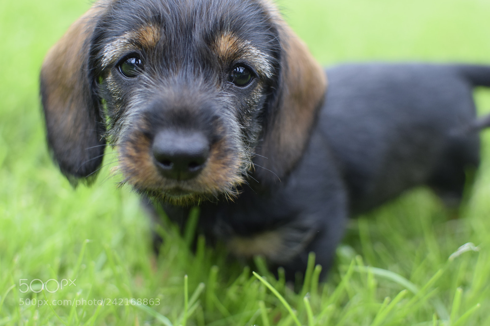 Nikon D3300 + Nikon AF-S DX Nikkor 35mm F1.8G sample photo. Puppy! photography