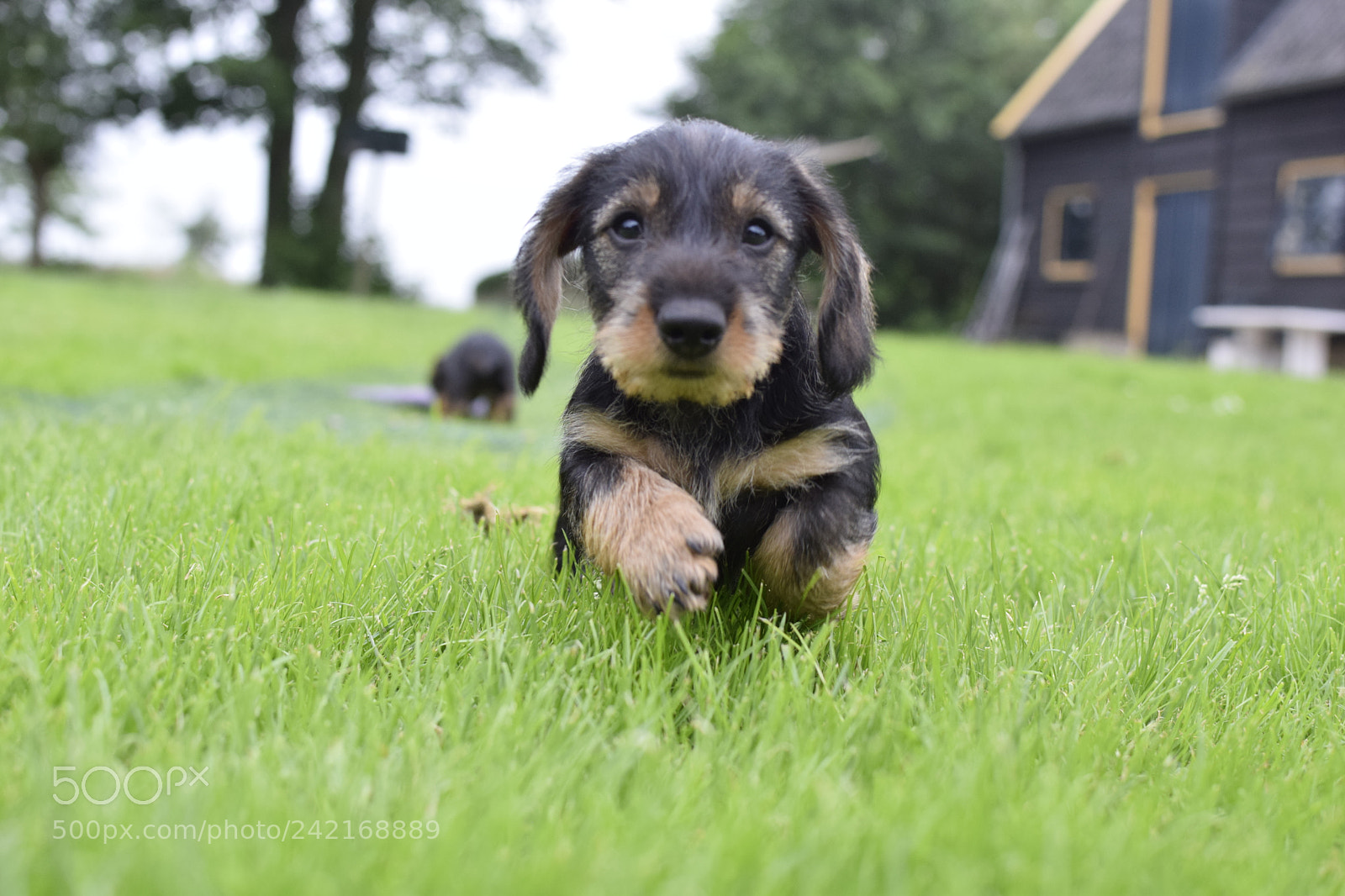 Nikon D3300 + Nikon AF-S DX Nikkor 35mm F1.8G sample photo. Cuteness overload photography