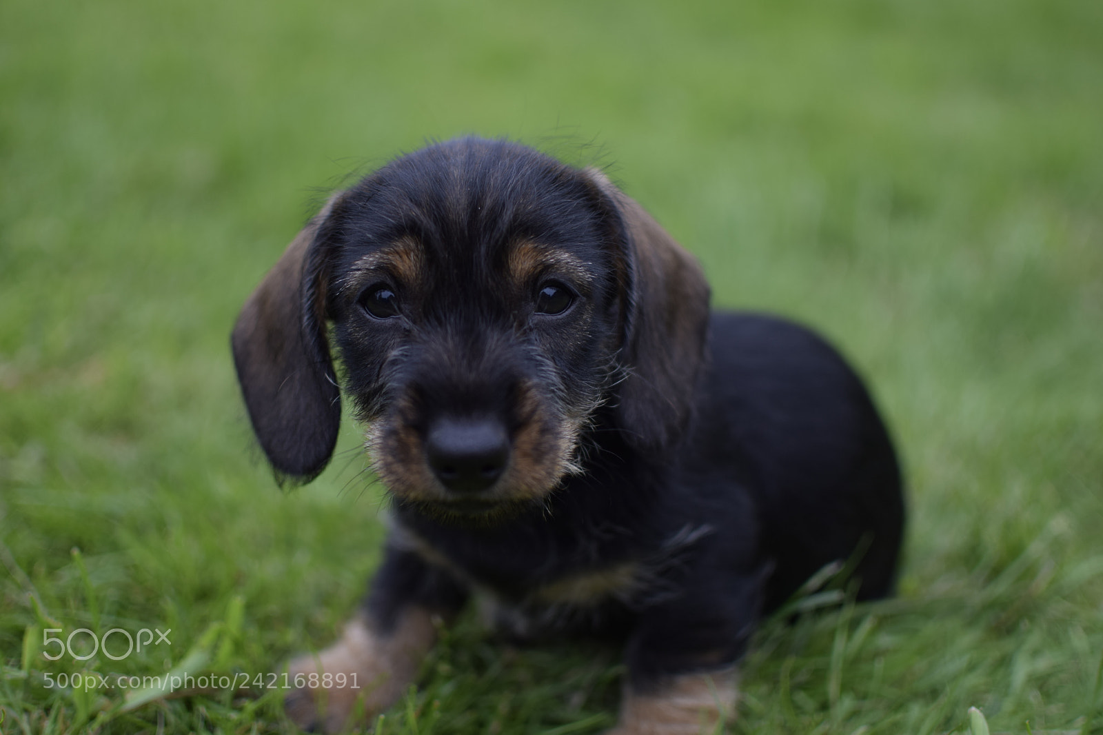 Nikon D3300 + Nikon AF-S DX Nikkor 35mm F1.8G sample photo. This pupper photography