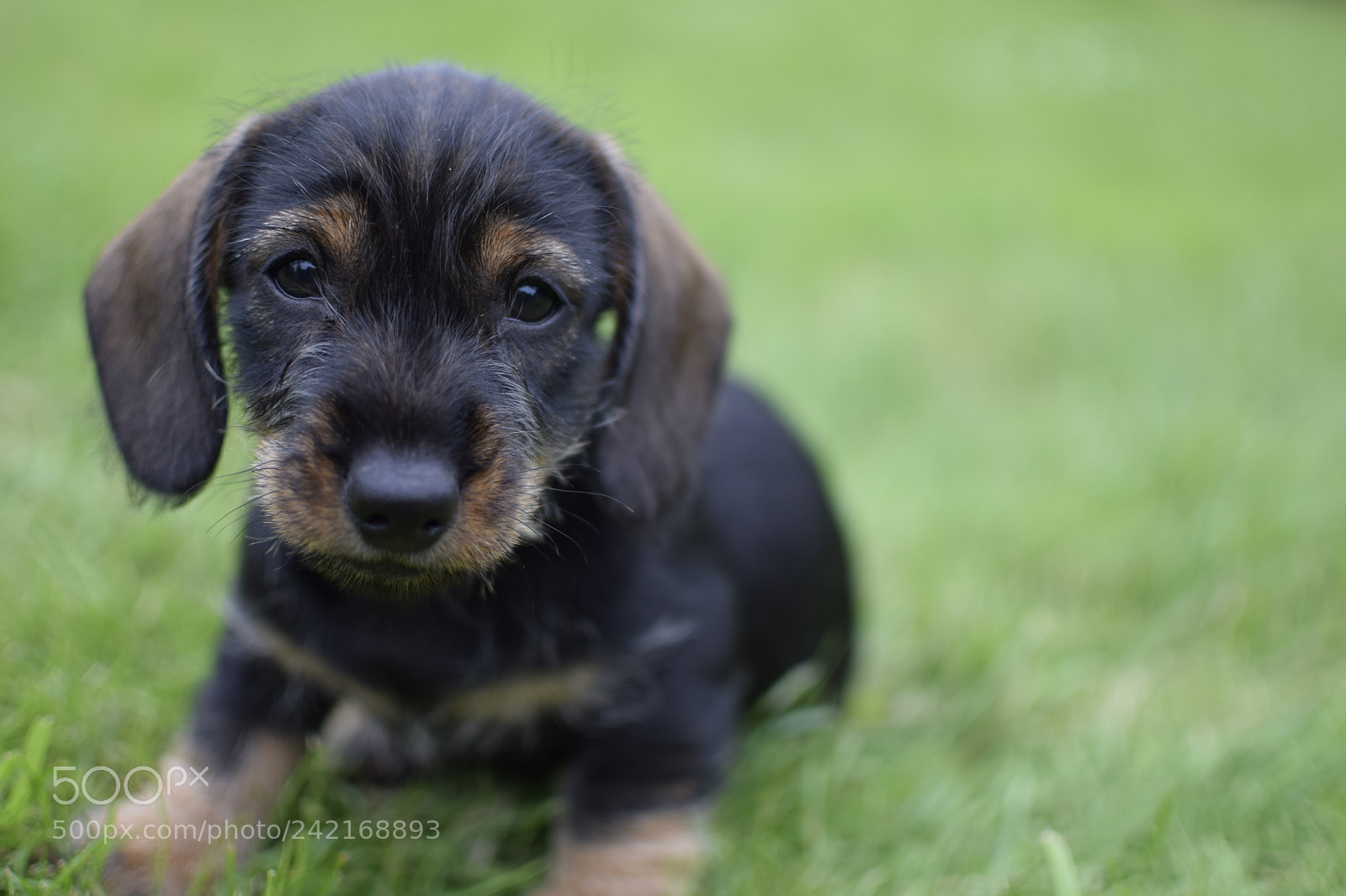 Nikon D3300 + Nikon AF-S DX Nikkor 35mm F1.8G sample photo. Look at this pupper! photography