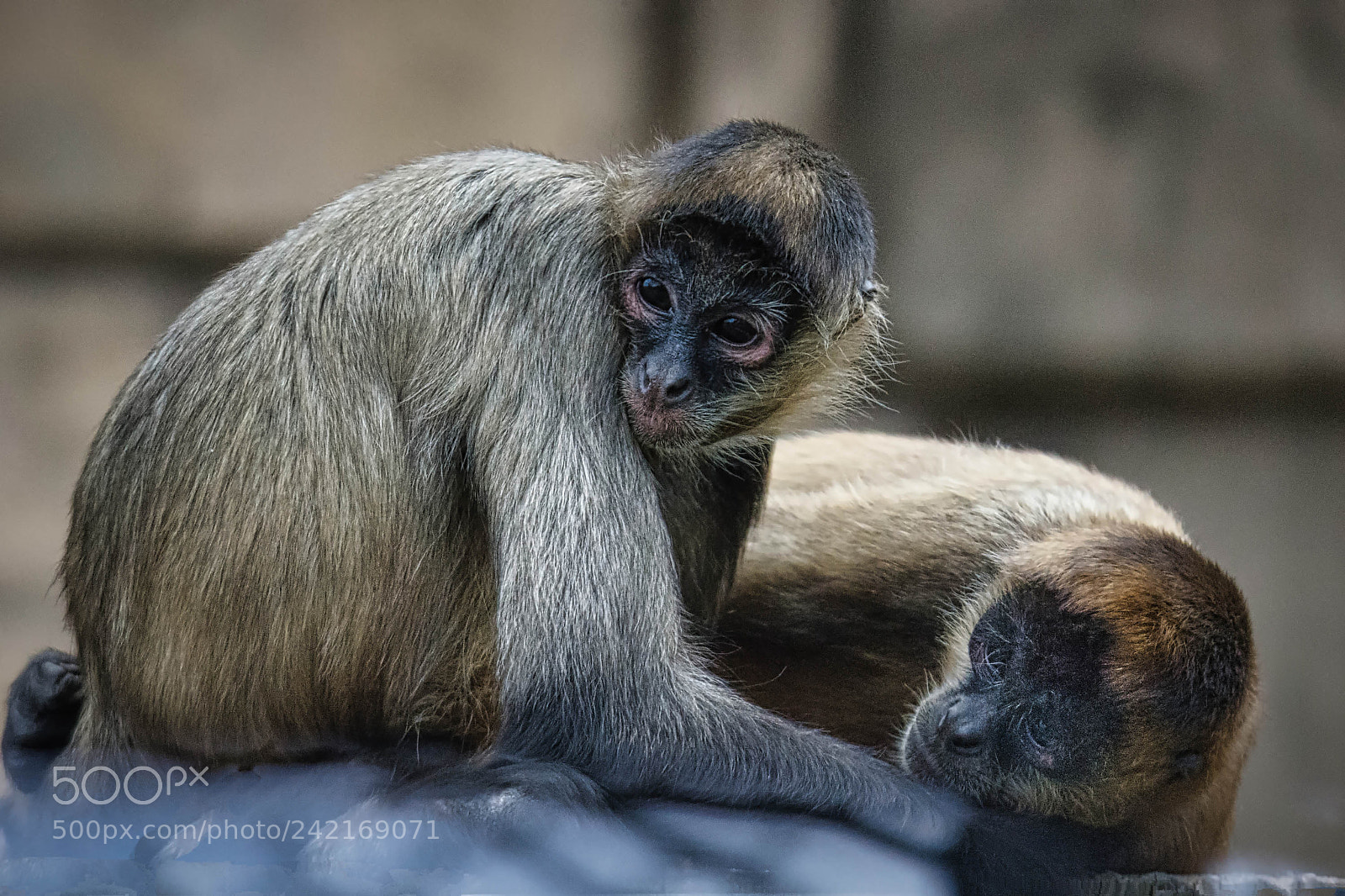 Nikon D7200 sample photo. Spider monkeys luminar2018 photography