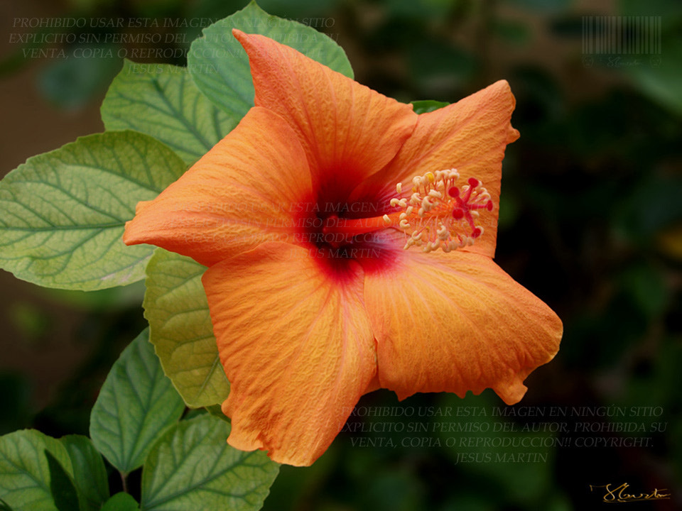 Fujifilm FinePix J27 J28 J29 sample photo. Hibiscus ... photography