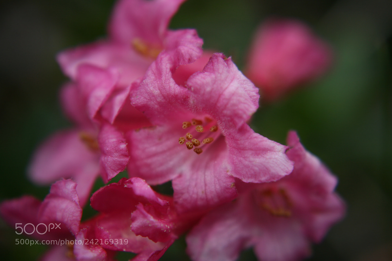 Canon EOS 400D (EOS Digital Rebel XTi / EOS Kiss Digital X) sample photo. Love this pink alpenroses photography