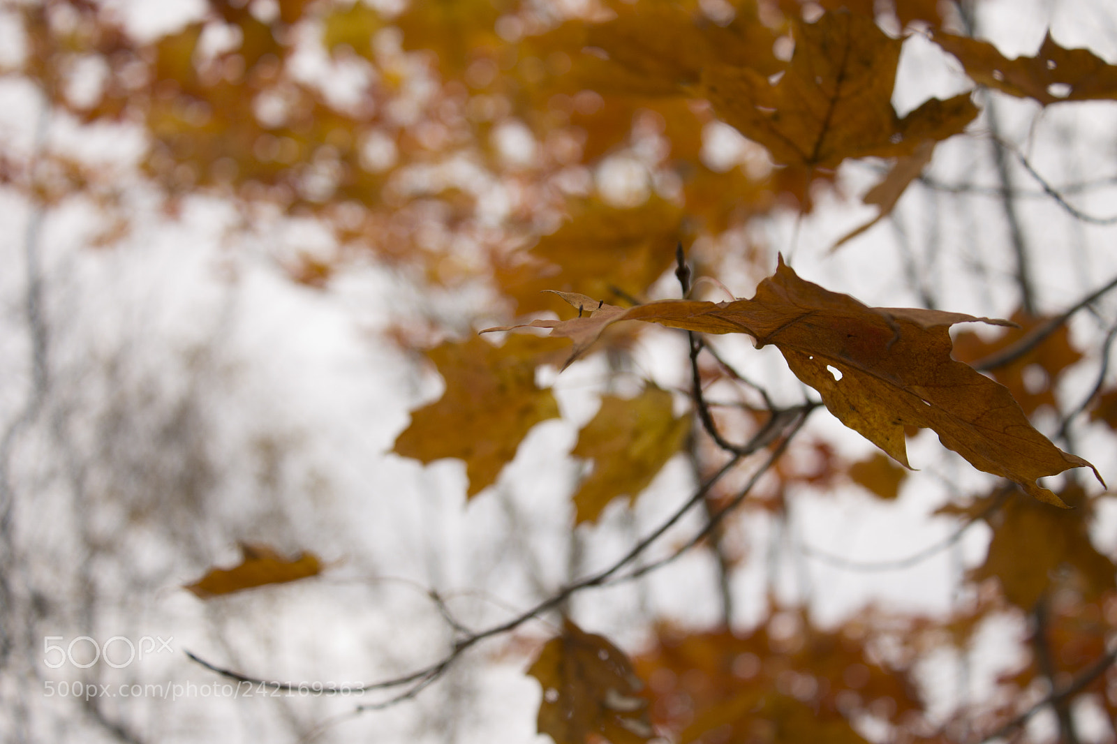 Canon EOS 1100D (EOS Rebel T3 / EOS Kiss X50) sample photo. Autumn leaves photography