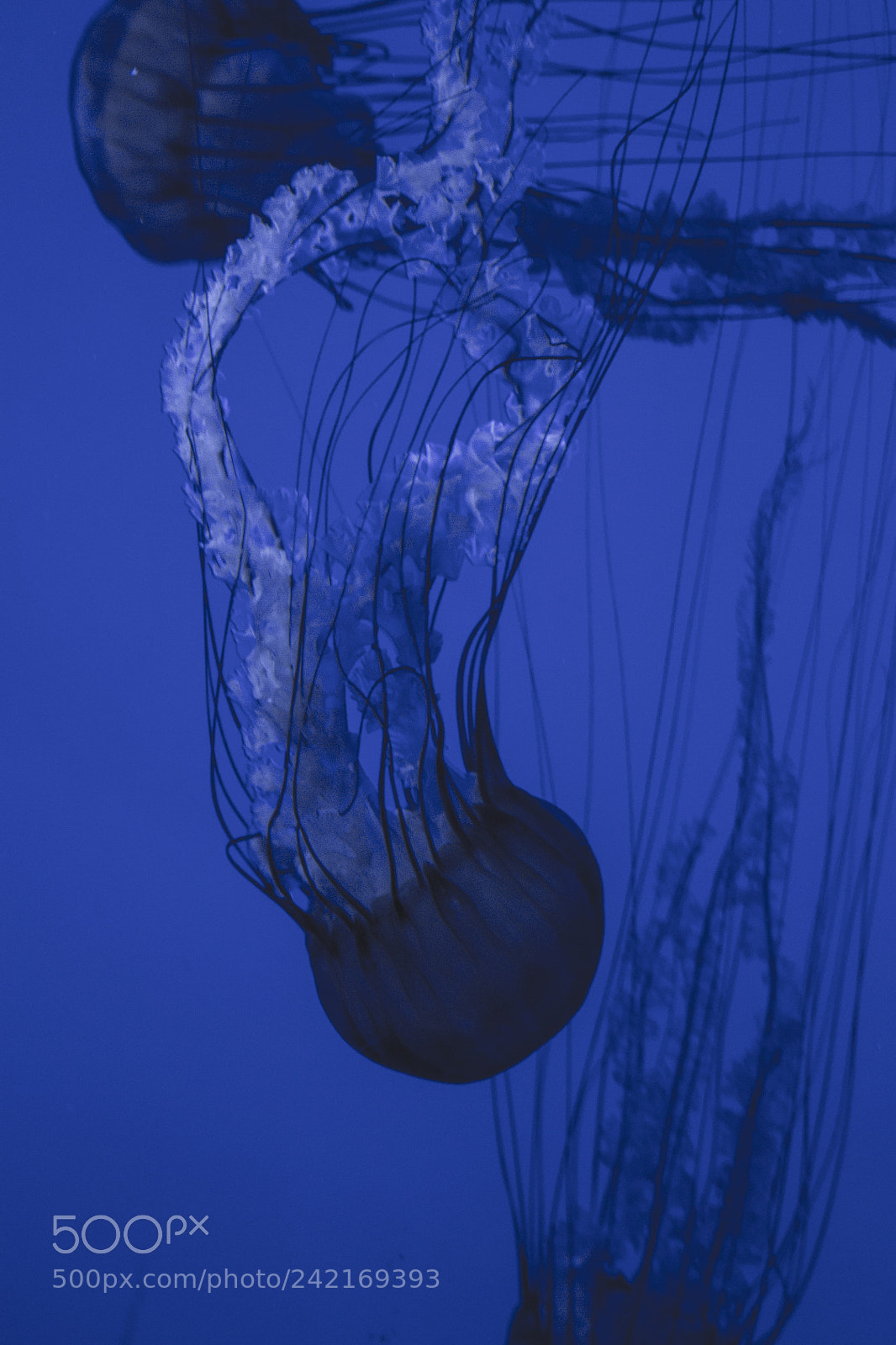 Canon EOS 1100D (EOS Rebel T3 / EOS Kiss X50) sample photo. Jelly fish #2 photography
