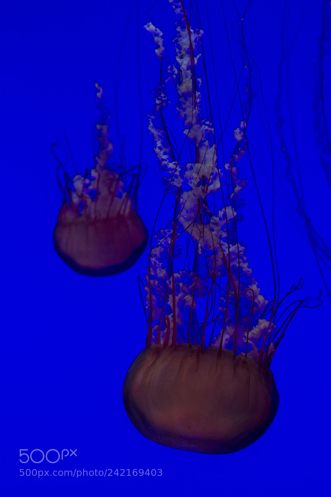 Canon EOS 1100D (EOS Rebel T3 / EOS Kiss X50) sample photo. Jelly fish photography