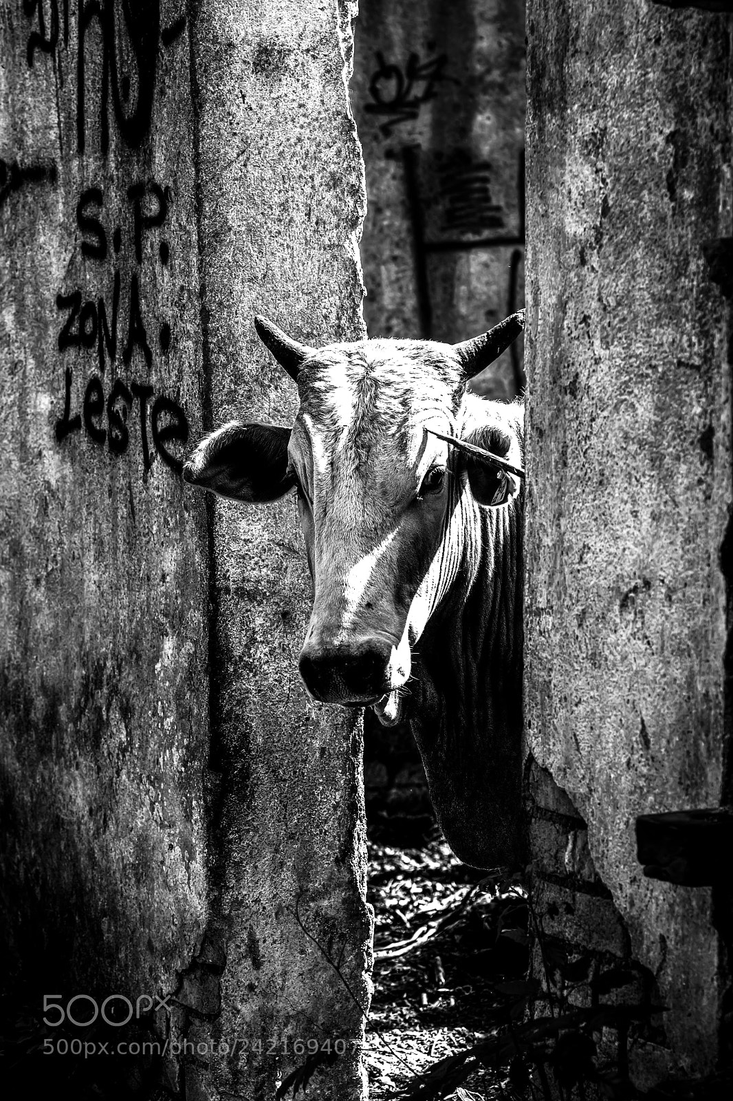 Nikon D500 sample photo. Strange subject photography