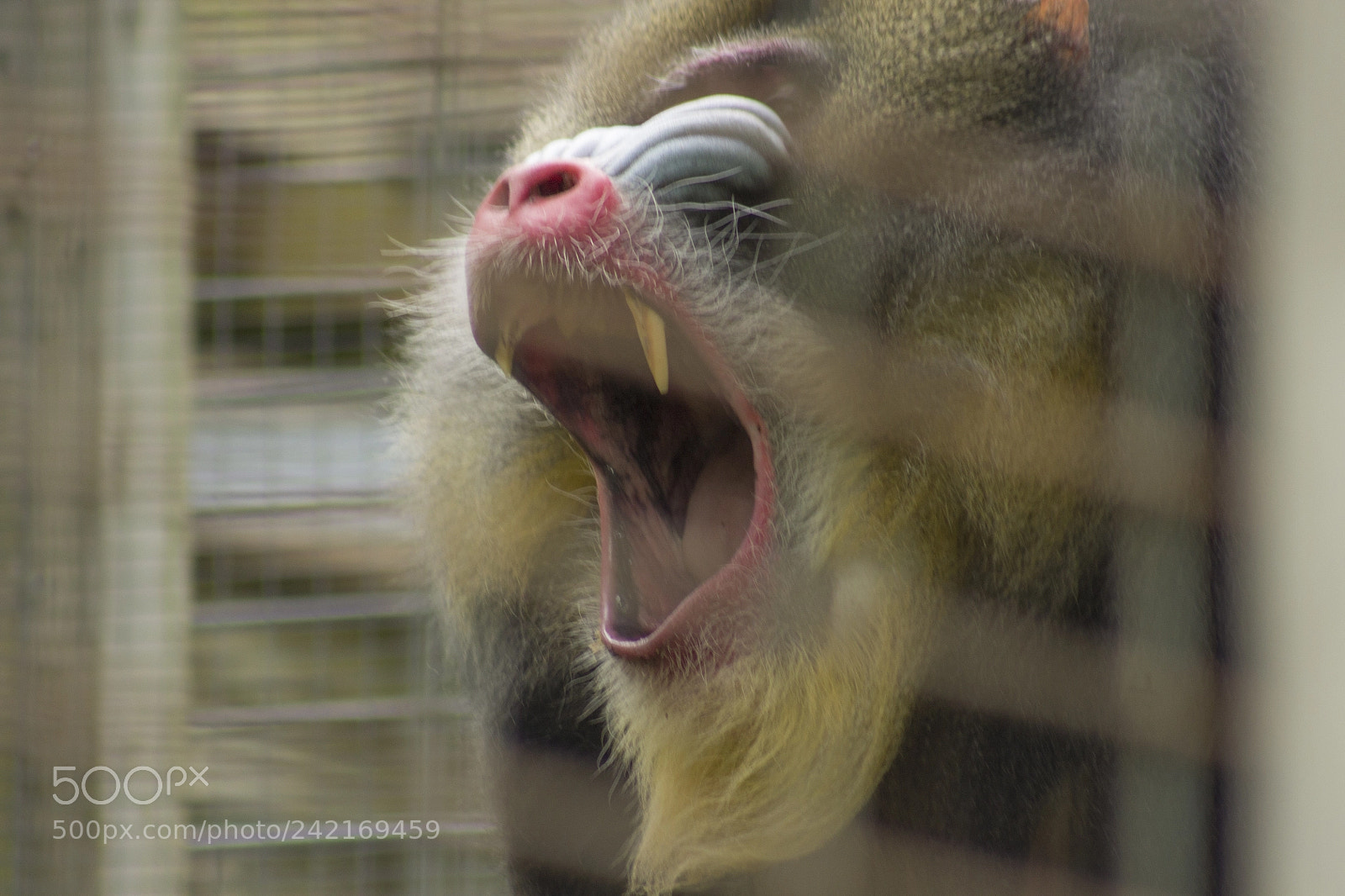 Canon EOS 1100D (EOS Rebel T3 / EOS Kiss X50) sample photo. Roar photography