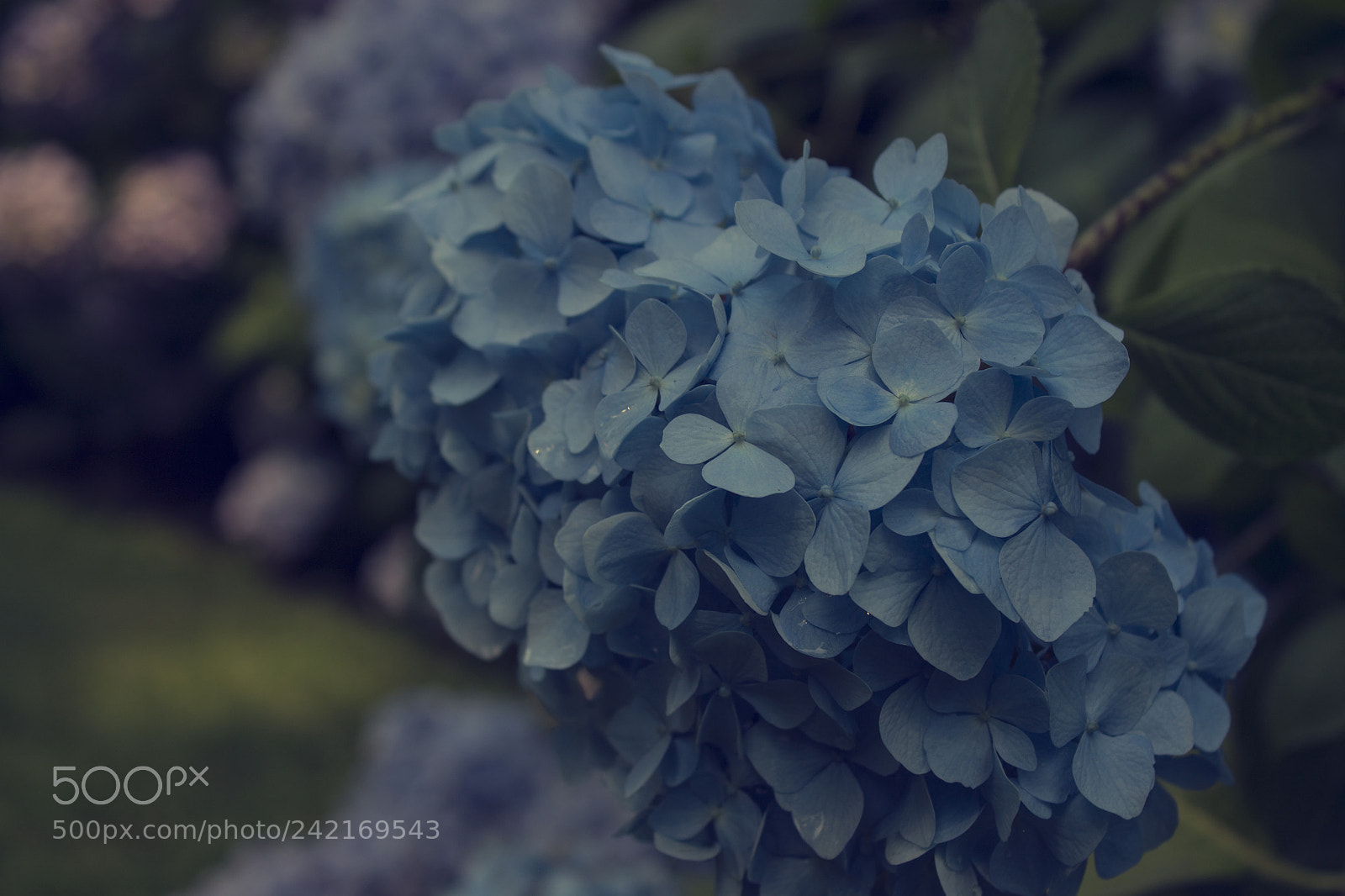 Canon EOS 1100D (EOS Rebel T3 / EOS Kiss X50) sample photo. Hydrangea photography