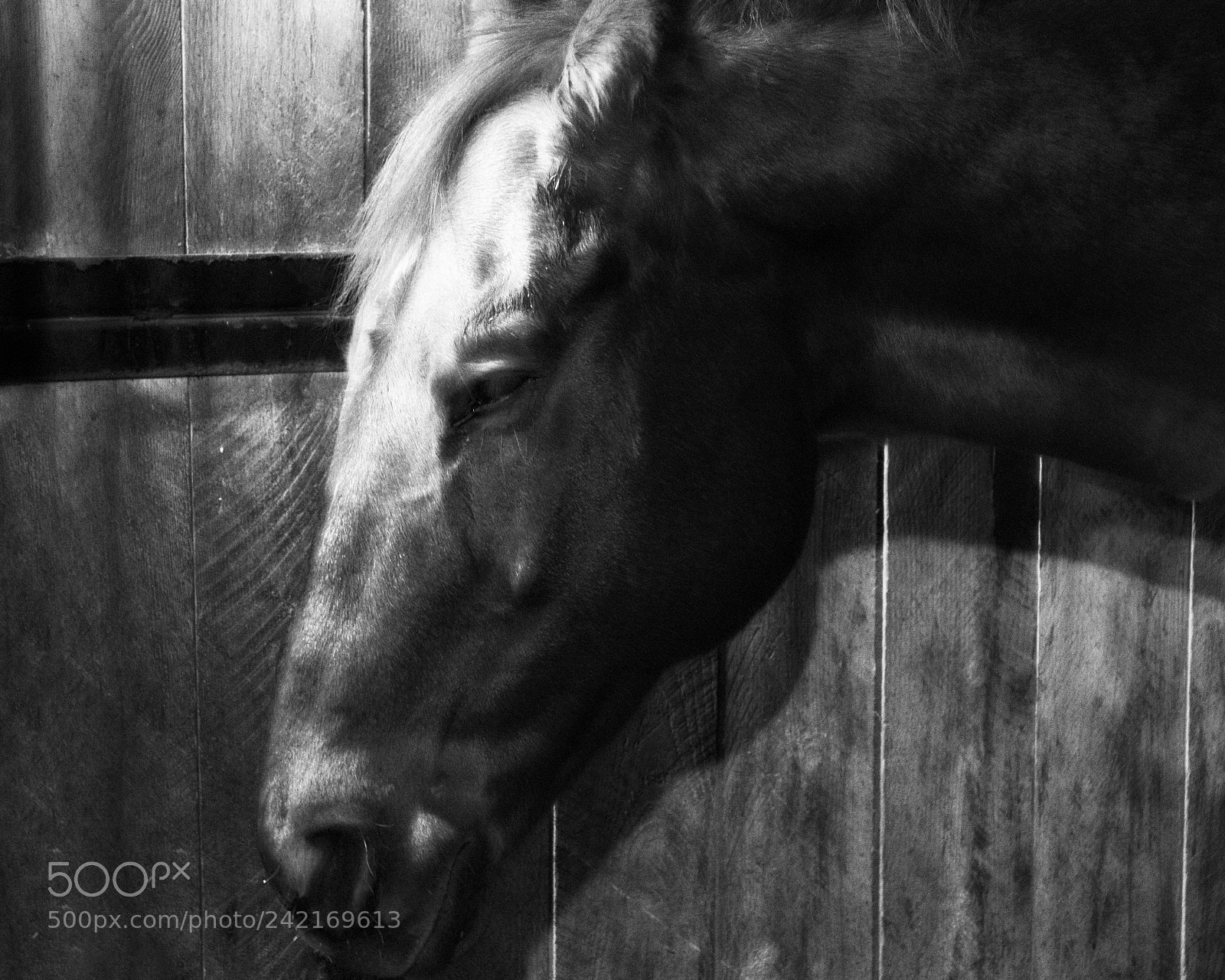 Canon EOS 1100D (EOS Rebel T3 / EOS Kiss X50) sample photo. Horse photography