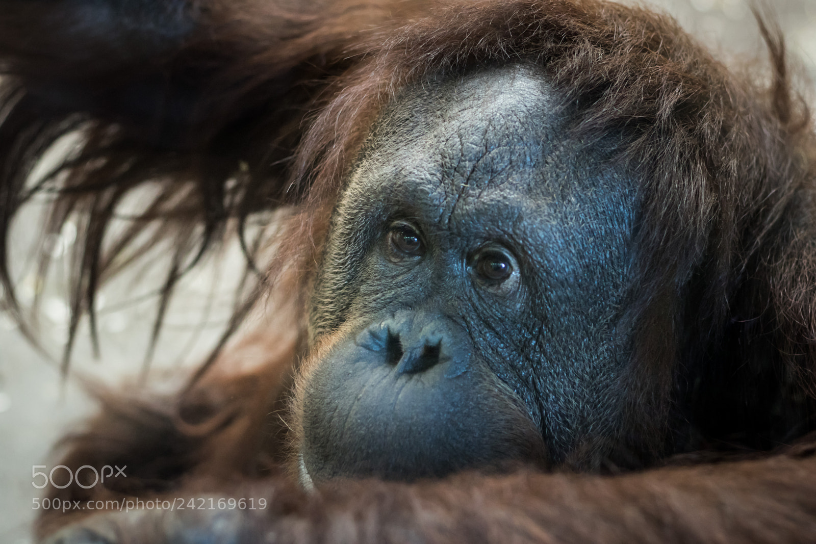 Canon EOS 7D Mark II sample photo. Kk0a1887-3.jpg photography